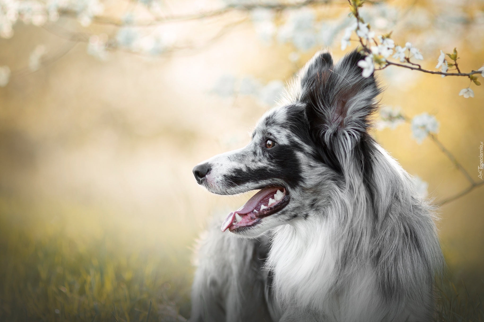 Pies, Border collie, Umaszczenie, Blue-merle