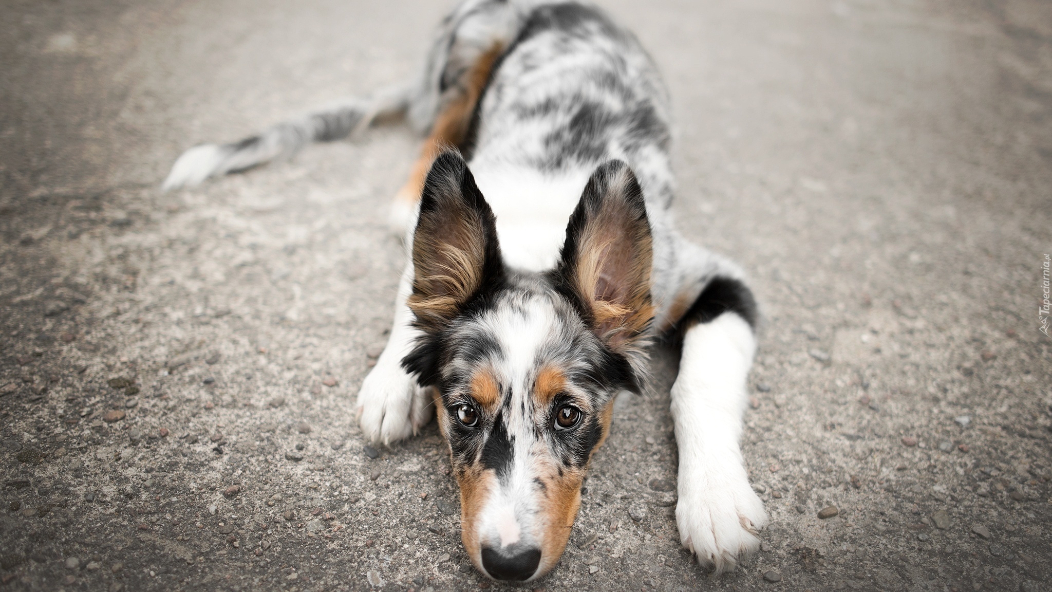 Pies, Leżący, Border collie, Mordka