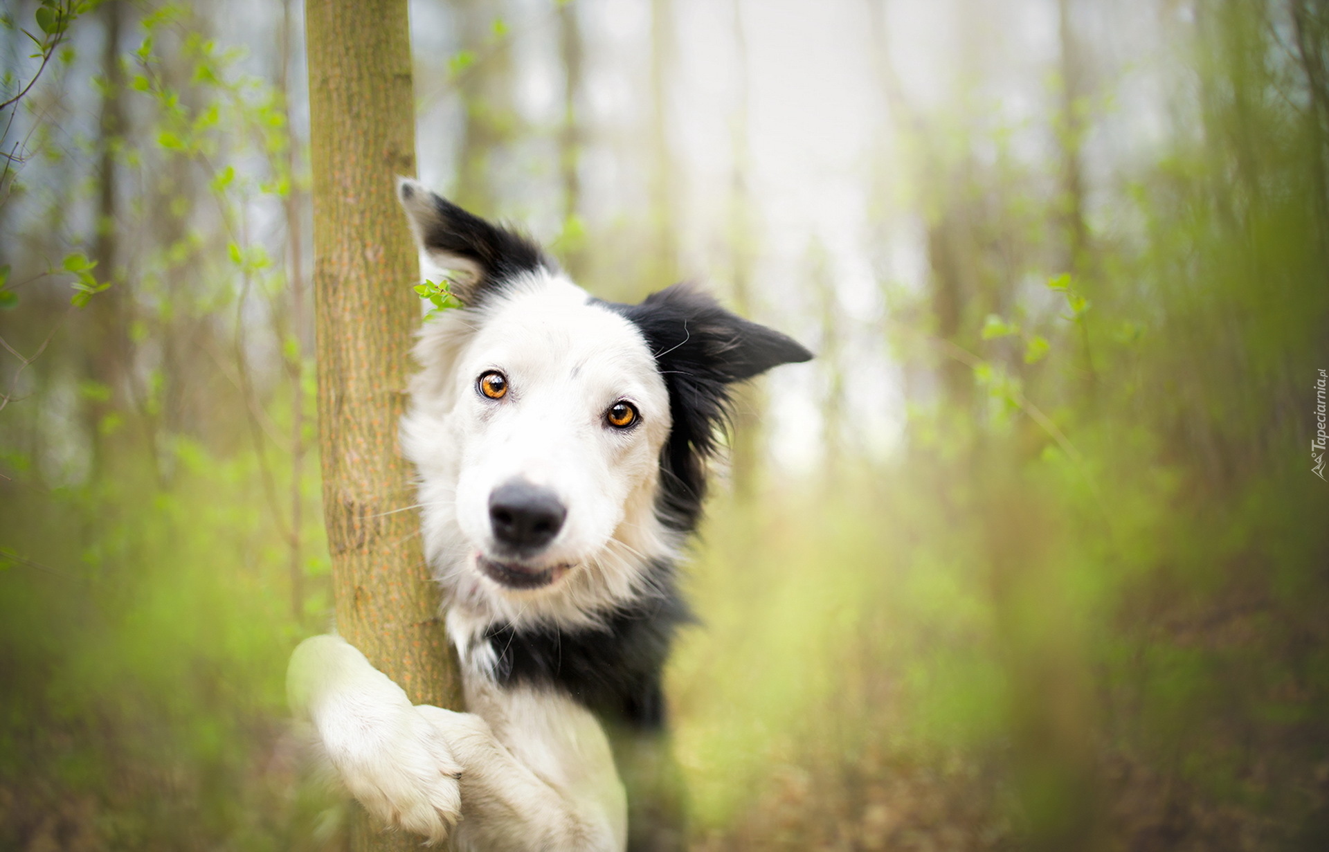 Pies, Border collie, Drzewo, Rozmyte, Tło