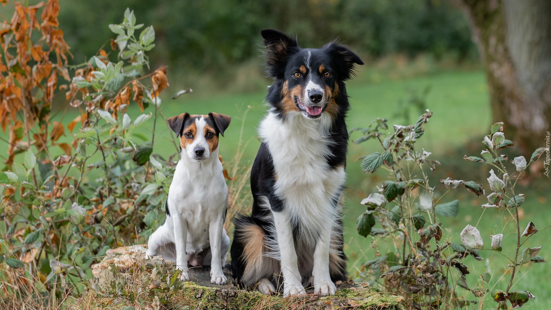 Dwa, Psy, Biało-brązowy, Pies, Czarno-biały, Border collie