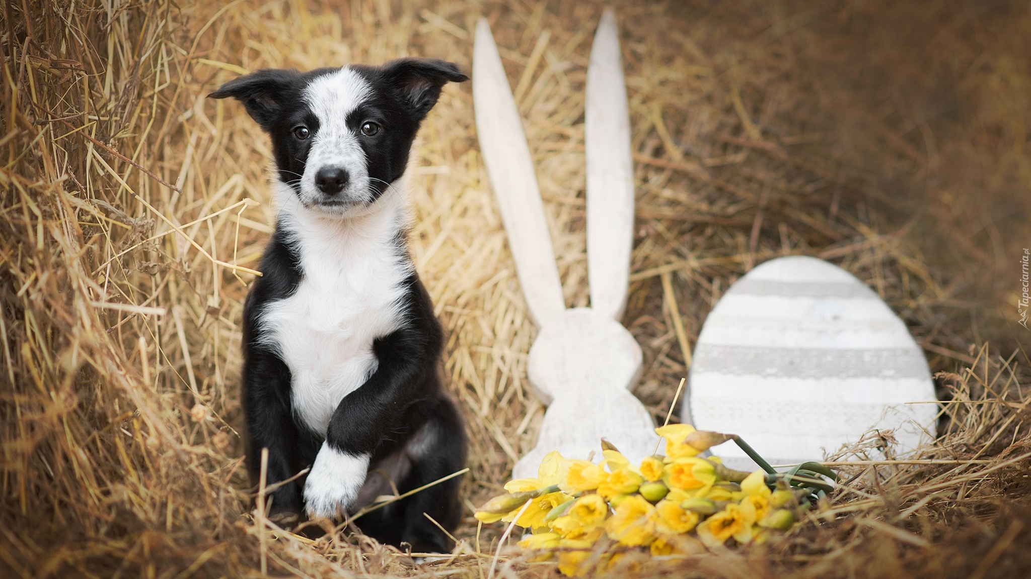 Szczeniak, Border collie, Dekoracja, Siano, Kwiaty