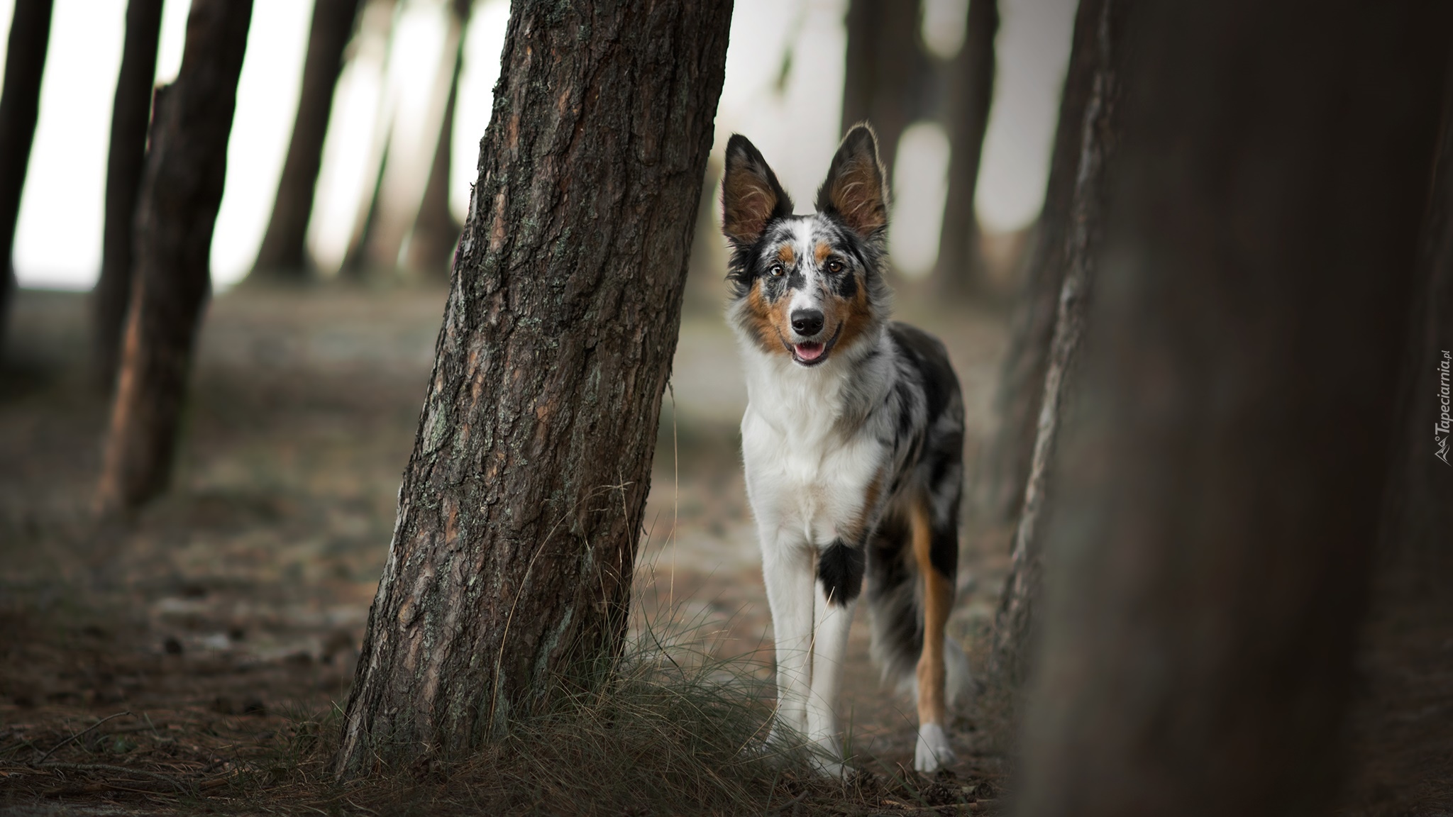 Pies, Border collie, Drzewa