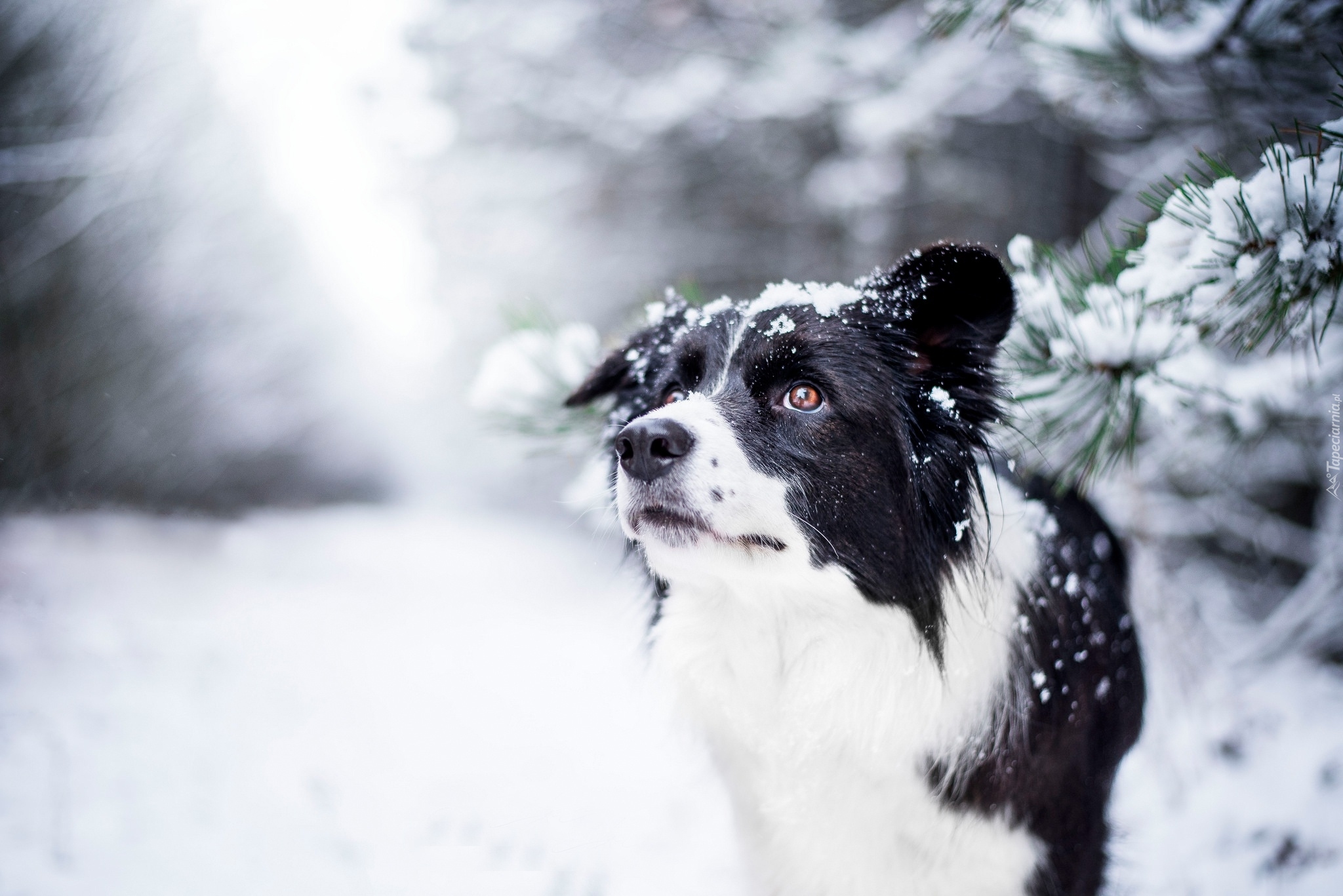 Pies, Border collie, Zima, Śnieg, Gałązki