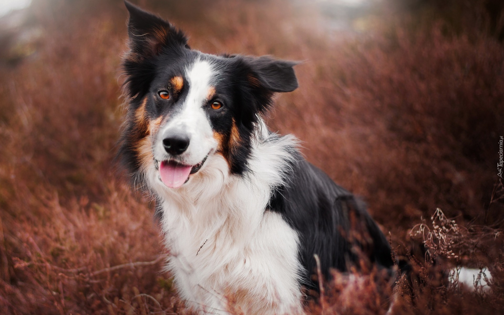 Border collie, Trawa, Rozmycie