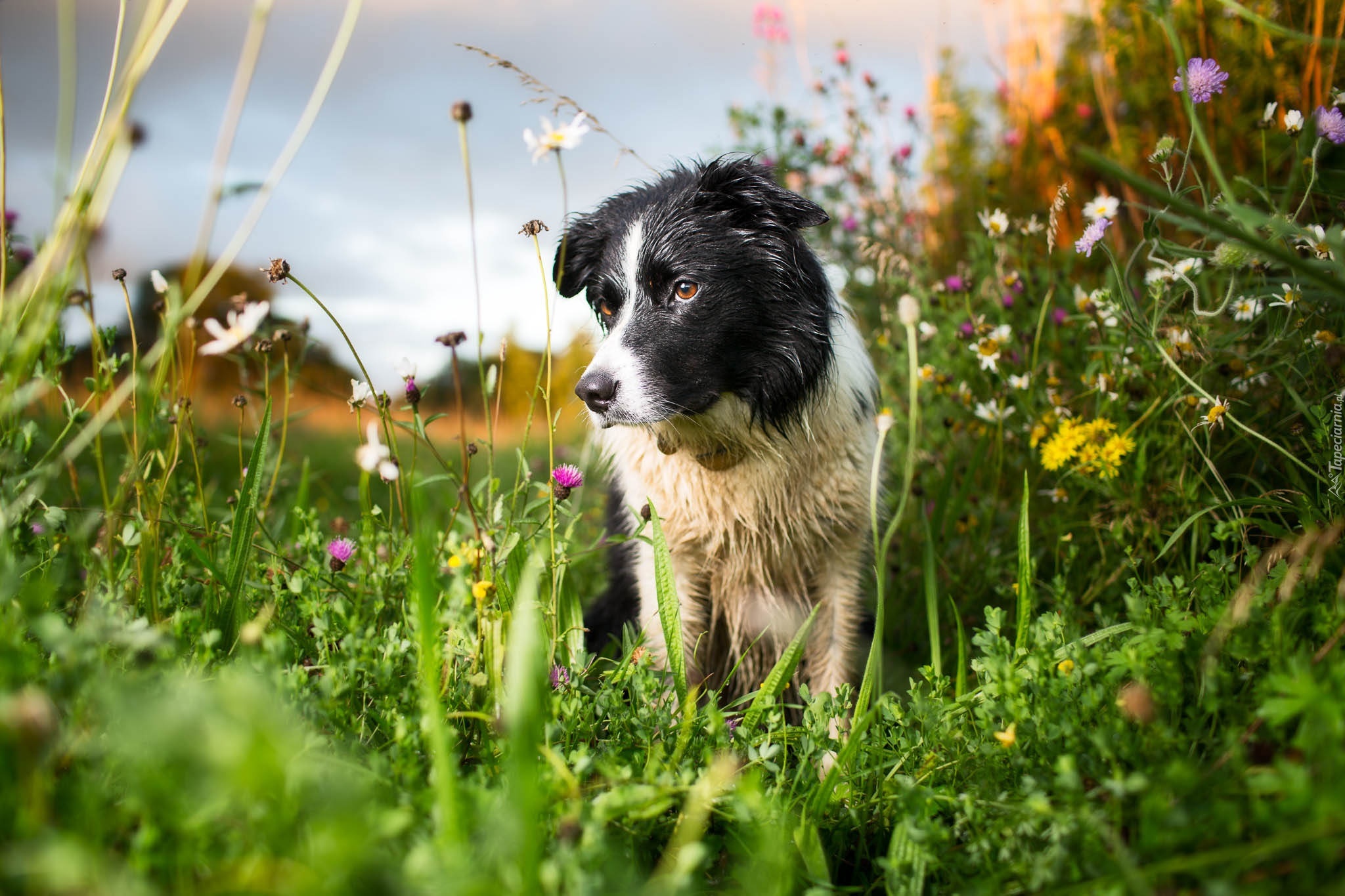 Border collie, Łąka, Kwiaty