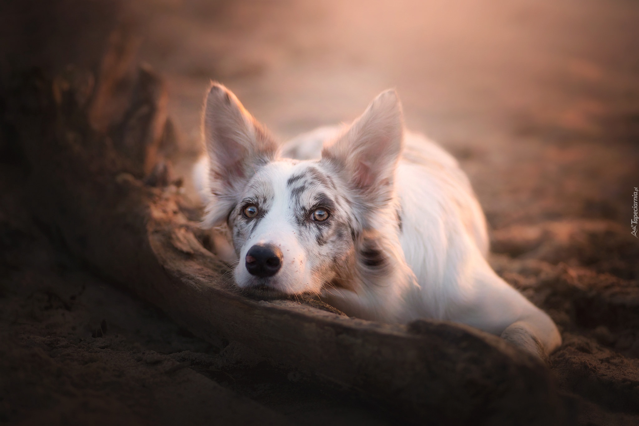 Leżący, Border collie