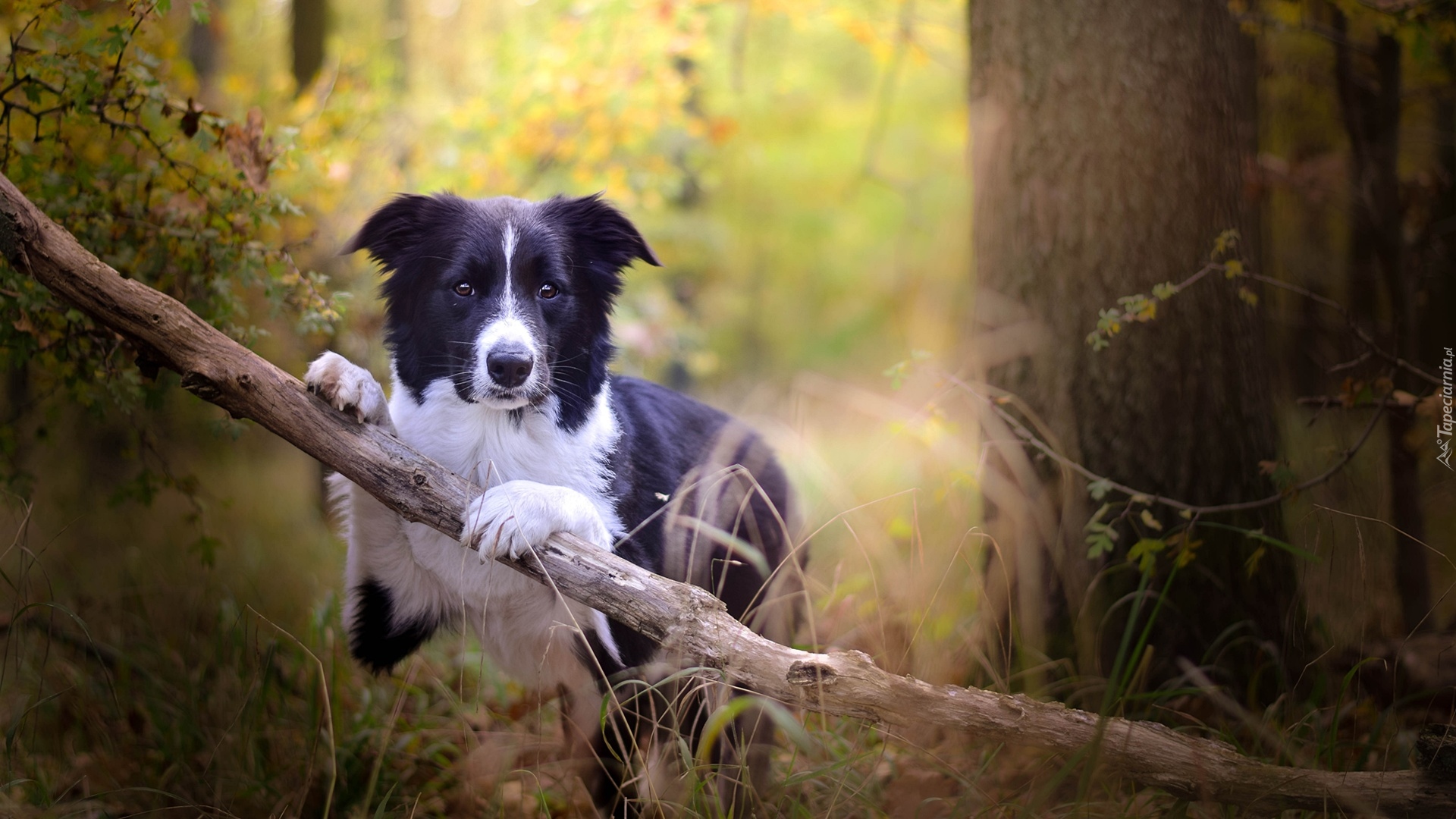 Pies, Border collie, Gałąź, Las, Drzewa, Trawa