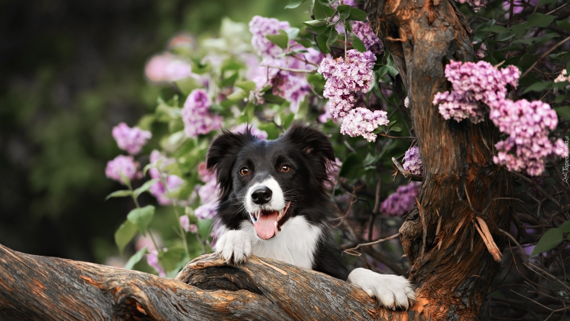 Border collie, Bez, Konar