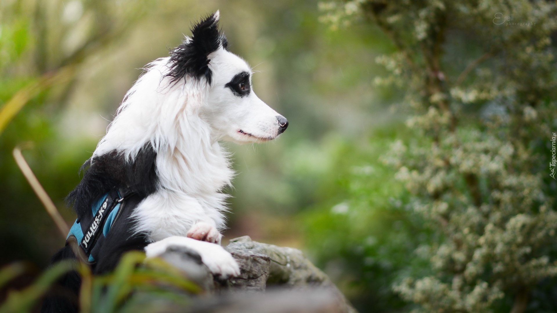 Border collie, Murek, Rozmyte, Tło