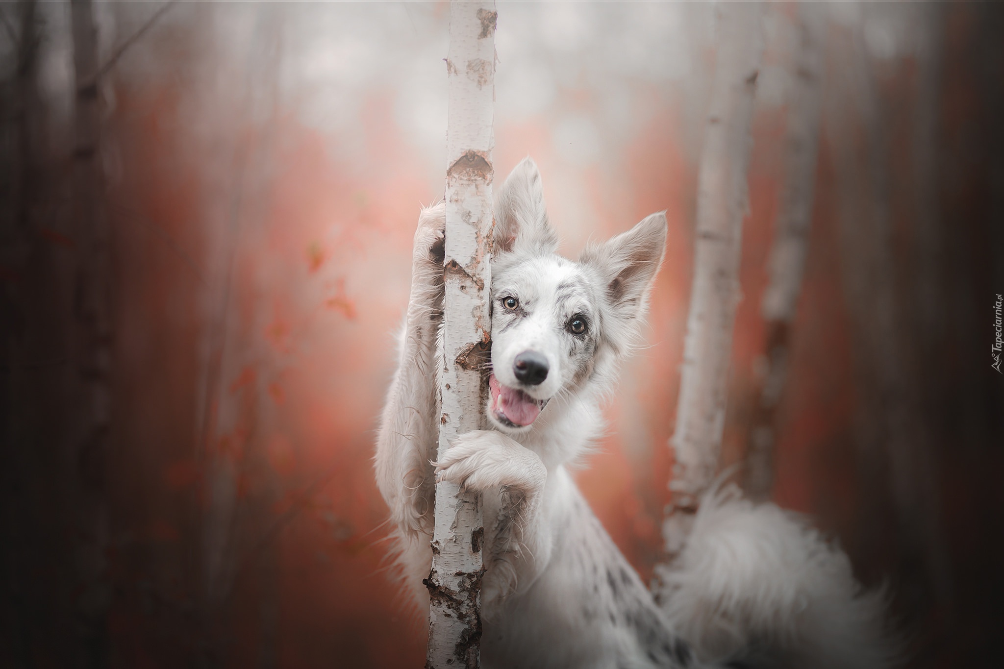 Pies, Border collie, Brzozy