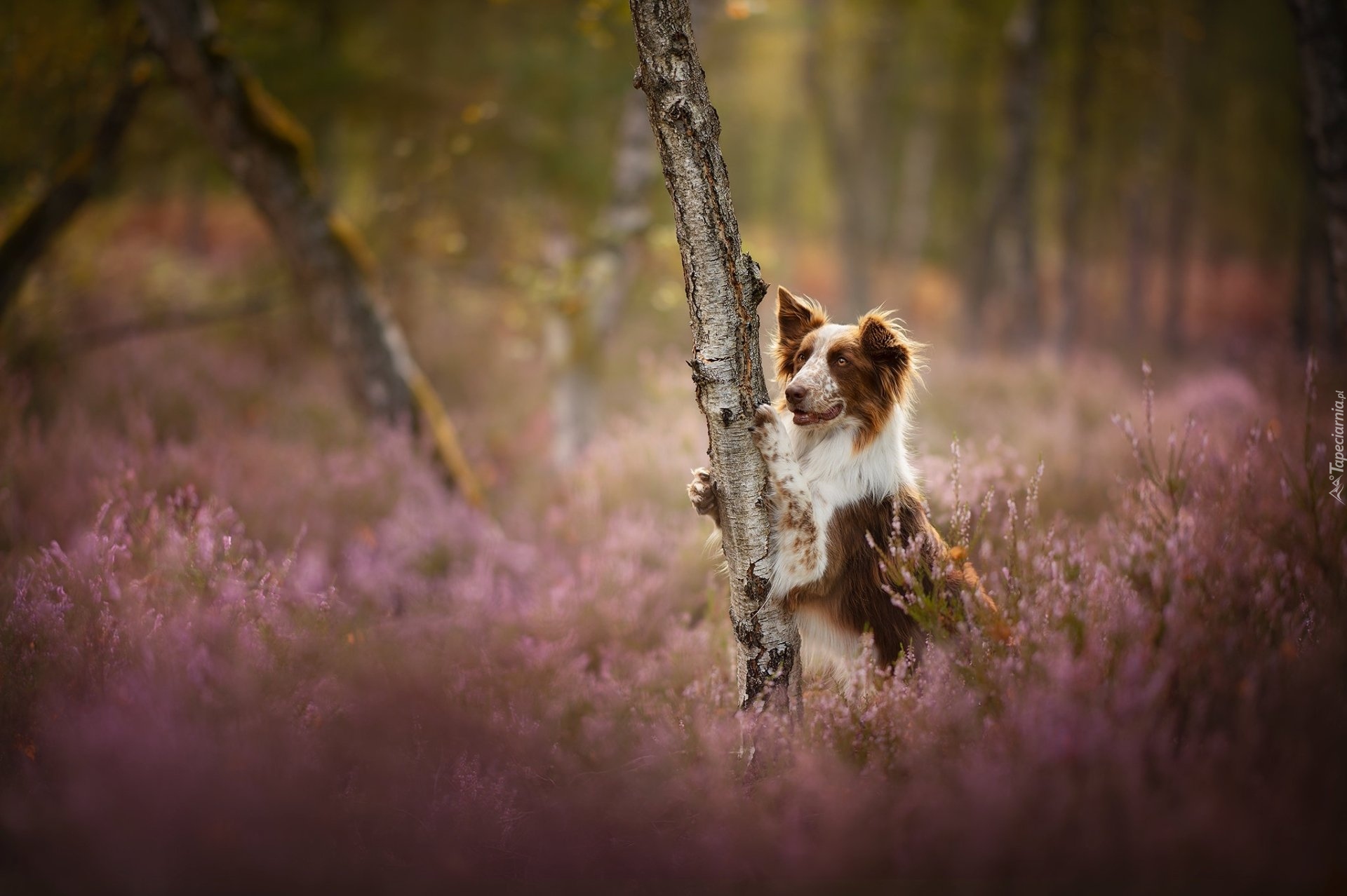 Pies, Border collie, Drzewo, Wrzosy