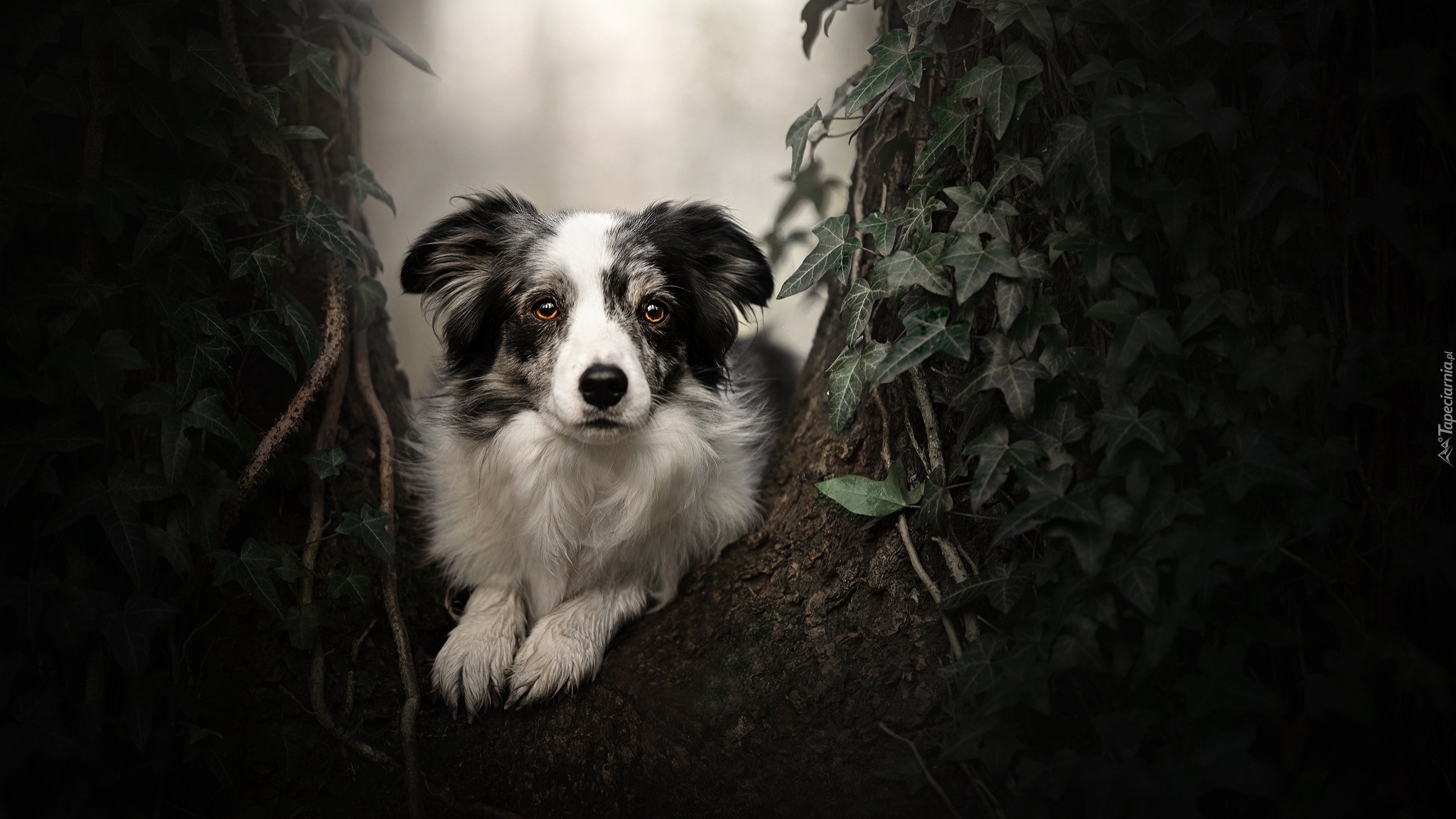 Pies, Border collie, Mordka, Drzewo, Roślina, Liście