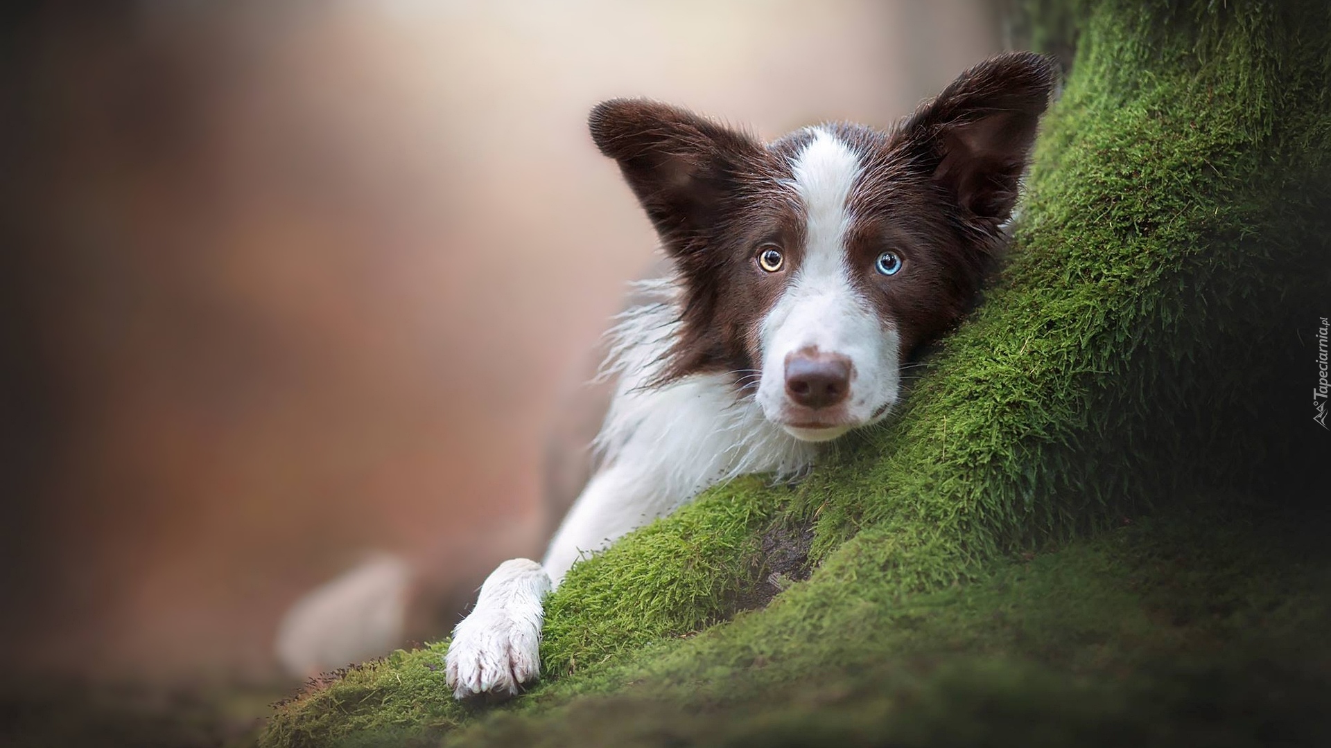 Pies, Mordka, Border collie, Drzewo, Mech