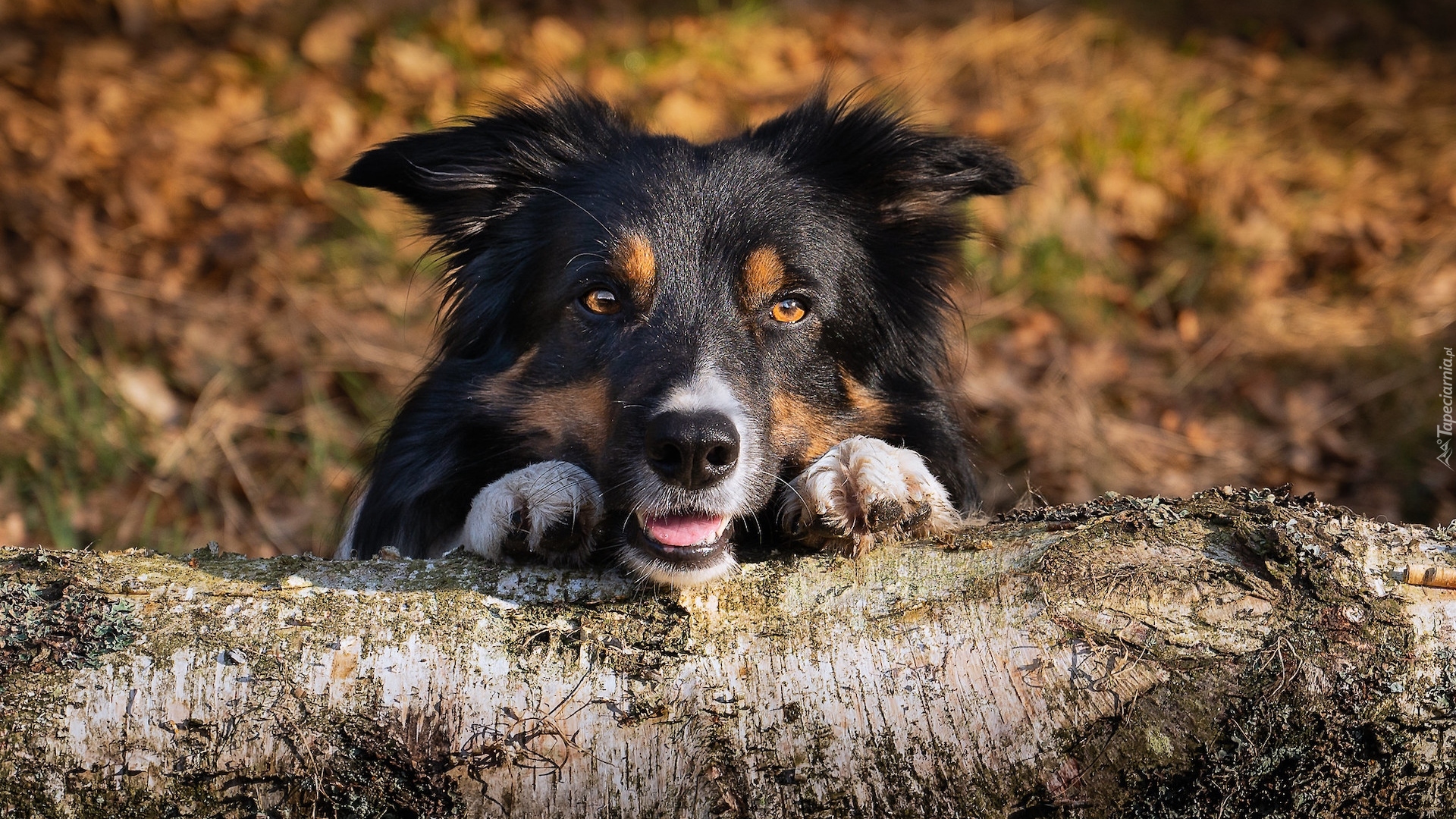 Pies, Border collie, Mordka, Łapki, Pień