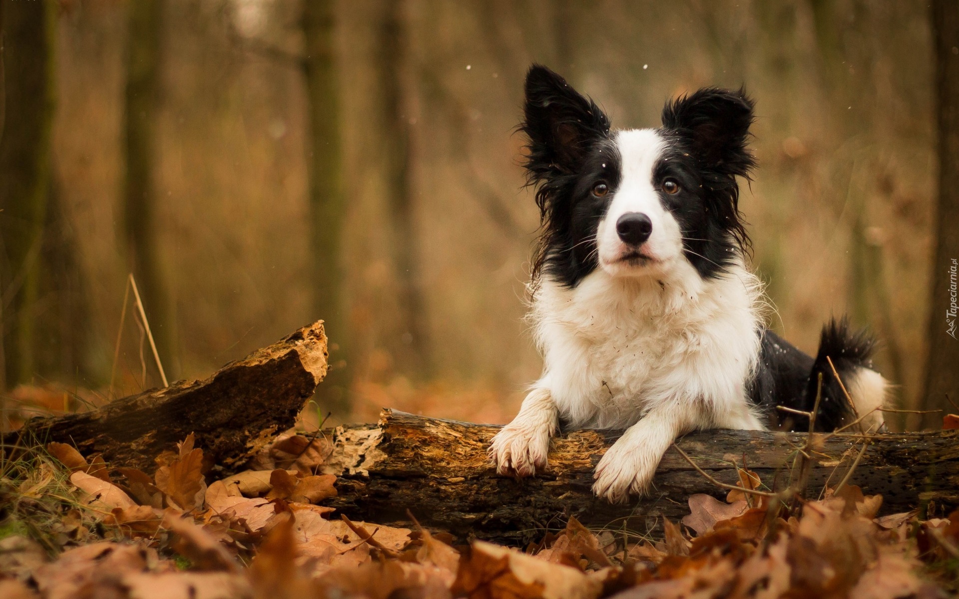 Border collie, Konar, Gałąź, Liście