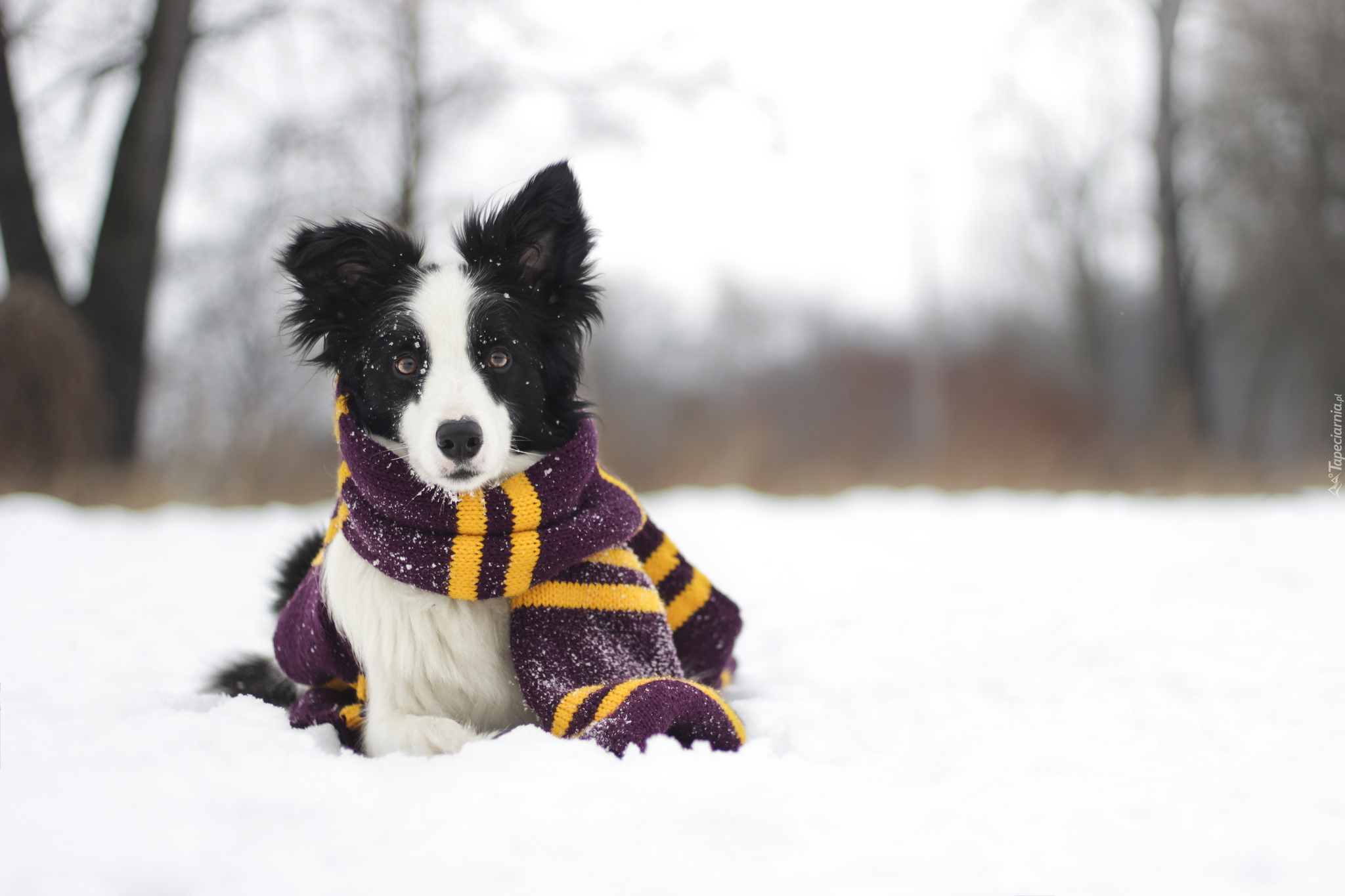 Zima, Śnieg, Border collie, Szalik