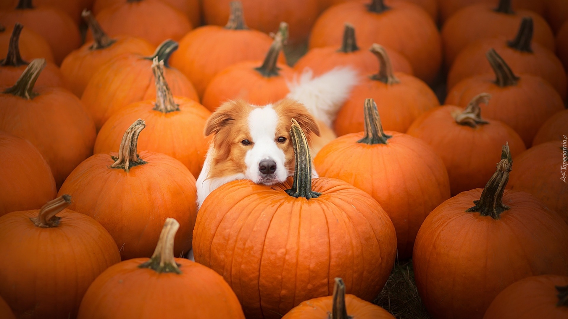 Border collie, Dynie