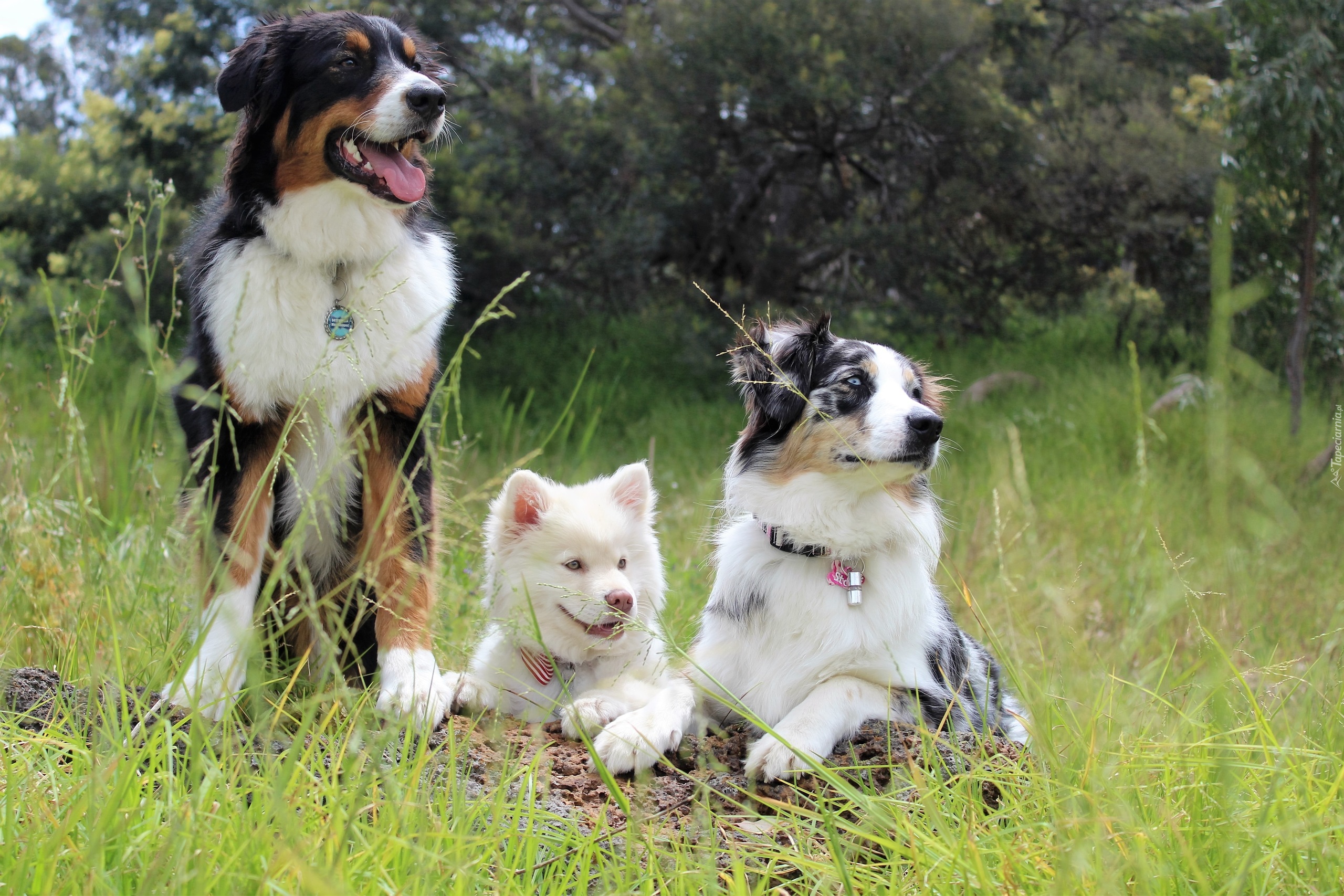 Border collie,  Owczarek australijski, Fiński lapphund, Trzy, Psy