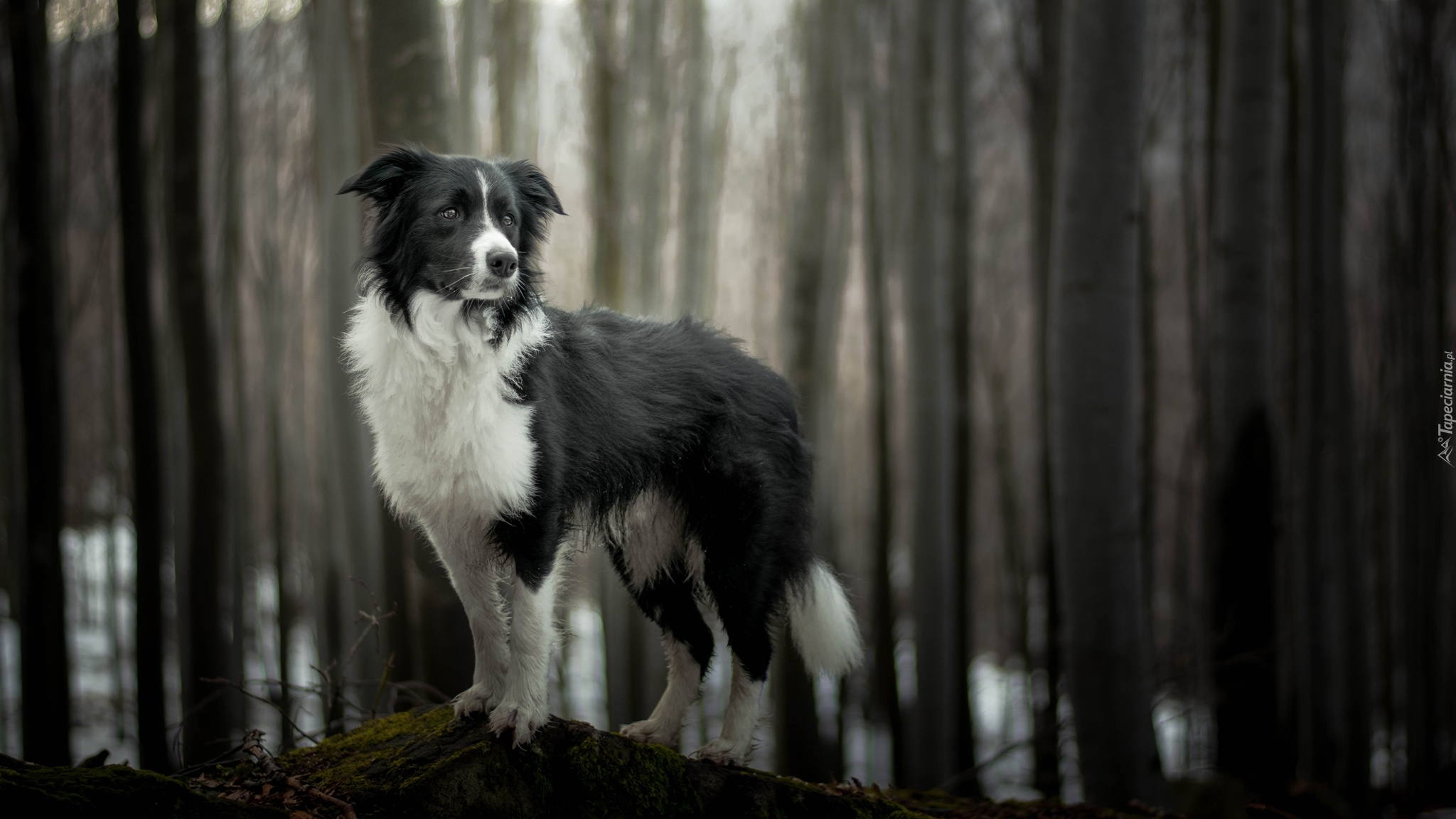 Pies, Border collie, Las, Drzewa