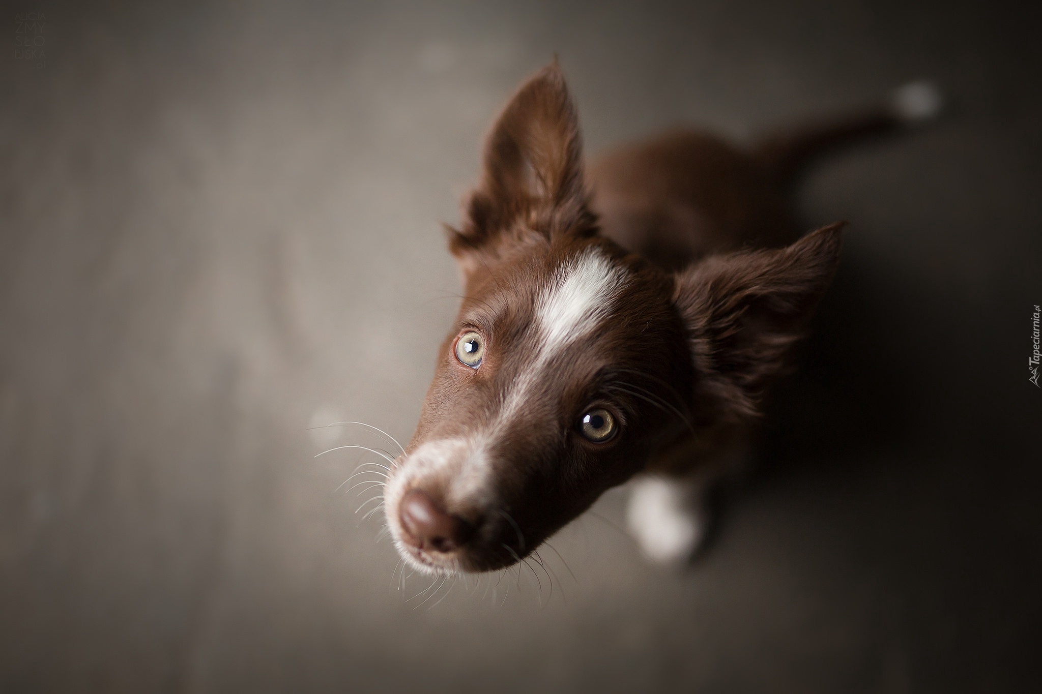 Szczeniak, Border collie, Pyszczek, Zbliżenie