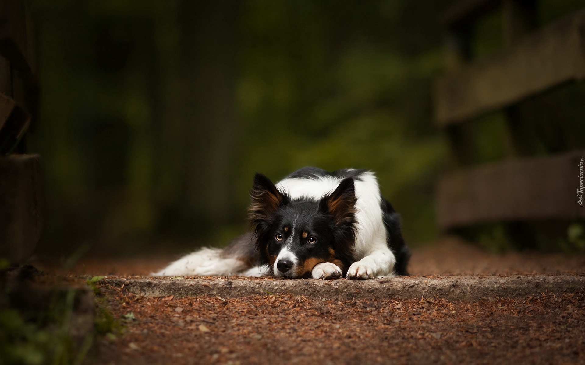 Leżący, Pies, Border collie