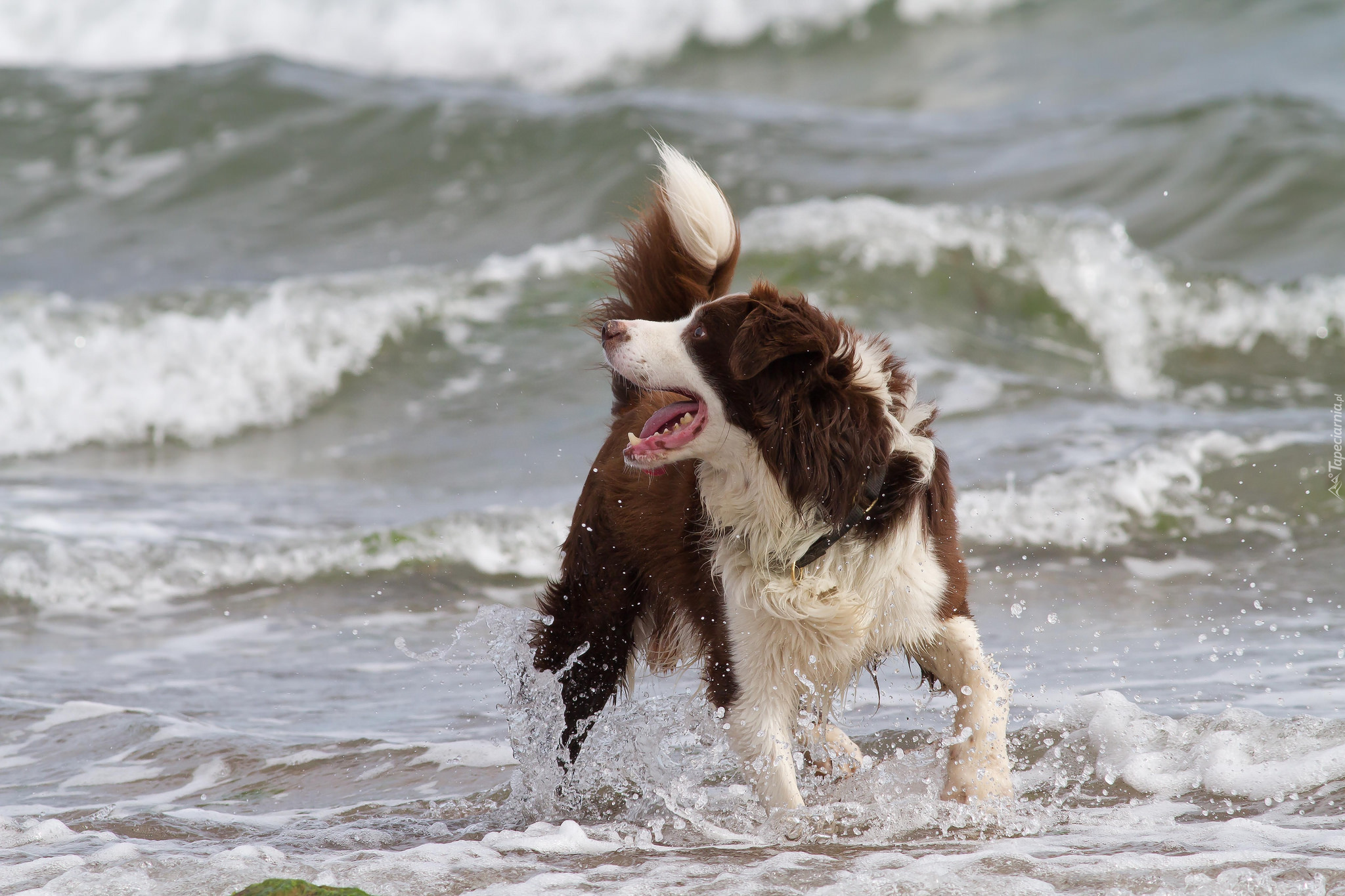 Border collie, Fale