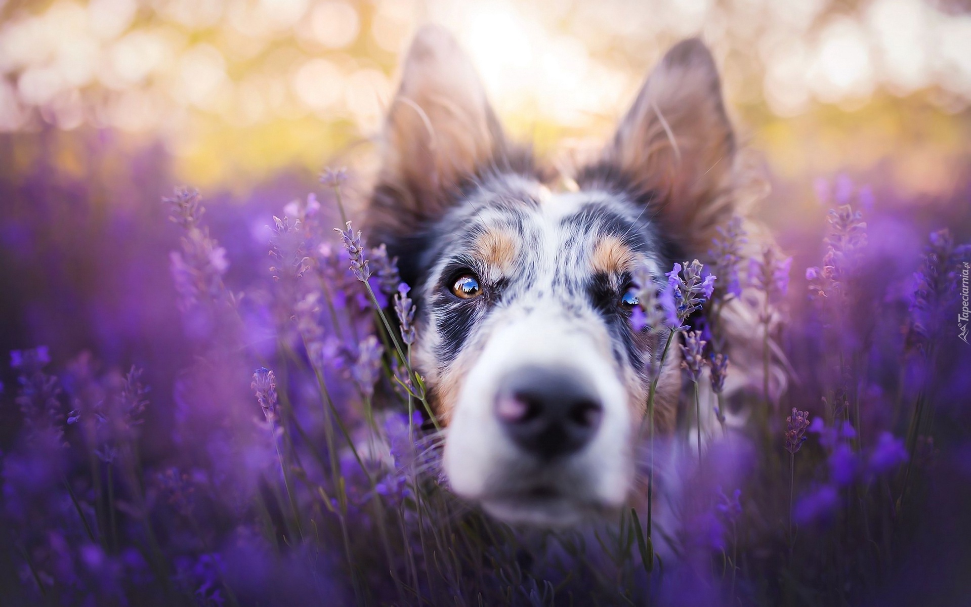 Border collie, Pysk, Lawenda