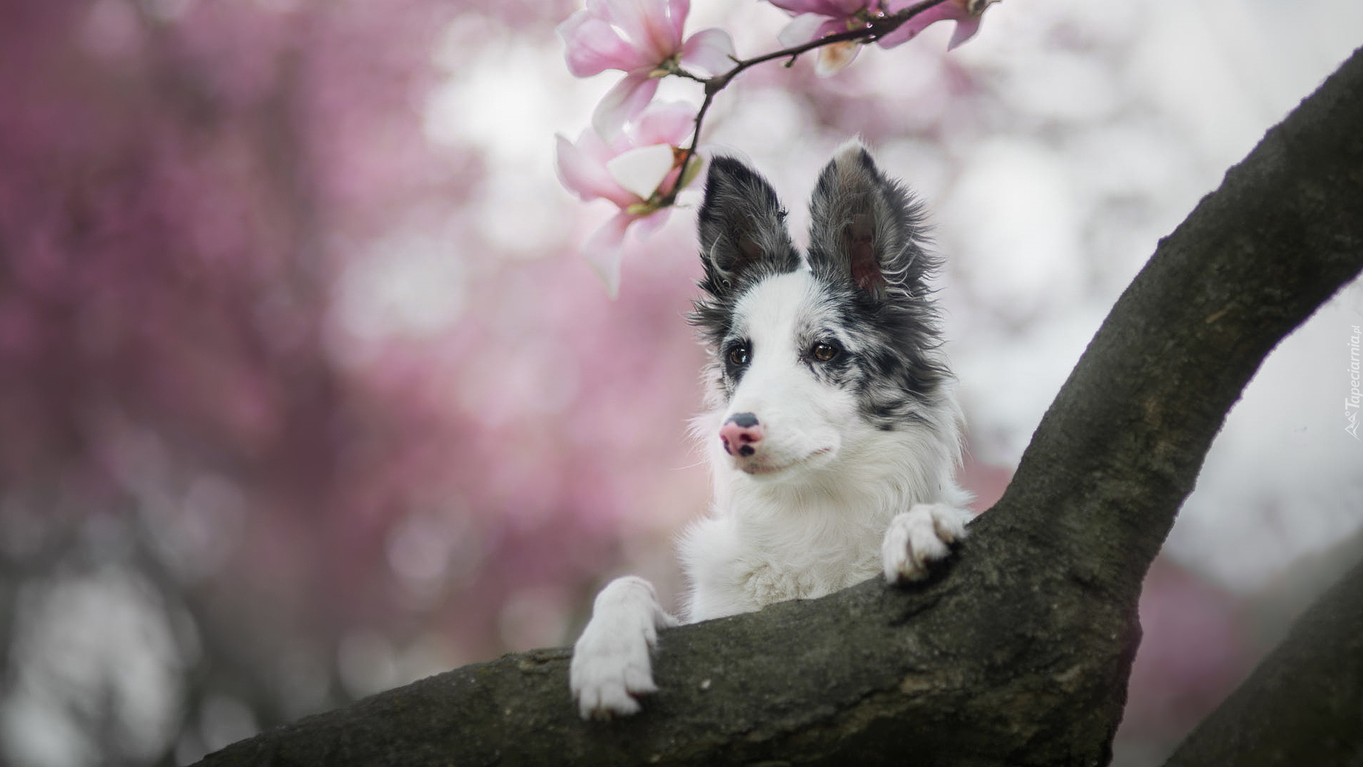 Pies, Border collie, Konar, Kwiaty, Magnolia