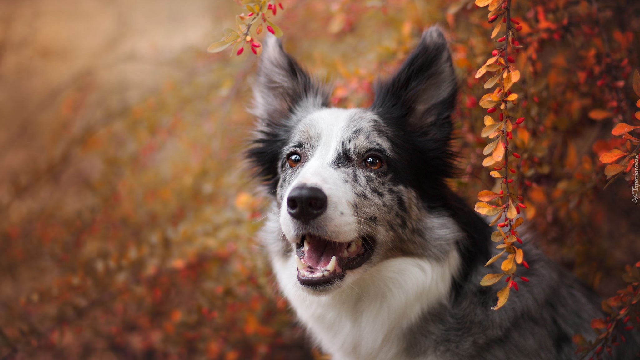 Pies, Border collie, Krzew, Jesienne, Listki, Gałązki