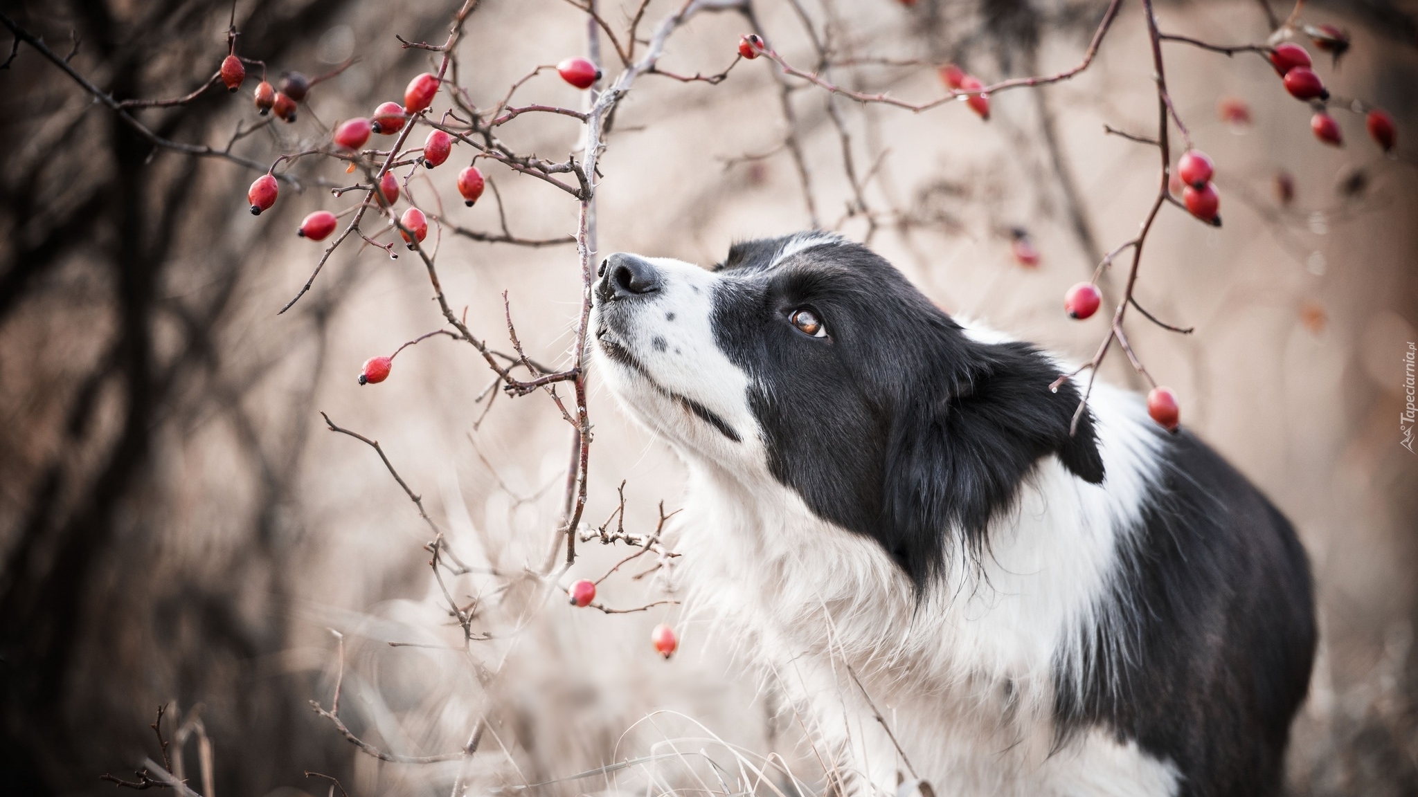 Pies, Border collie, Gałązki, Owoce