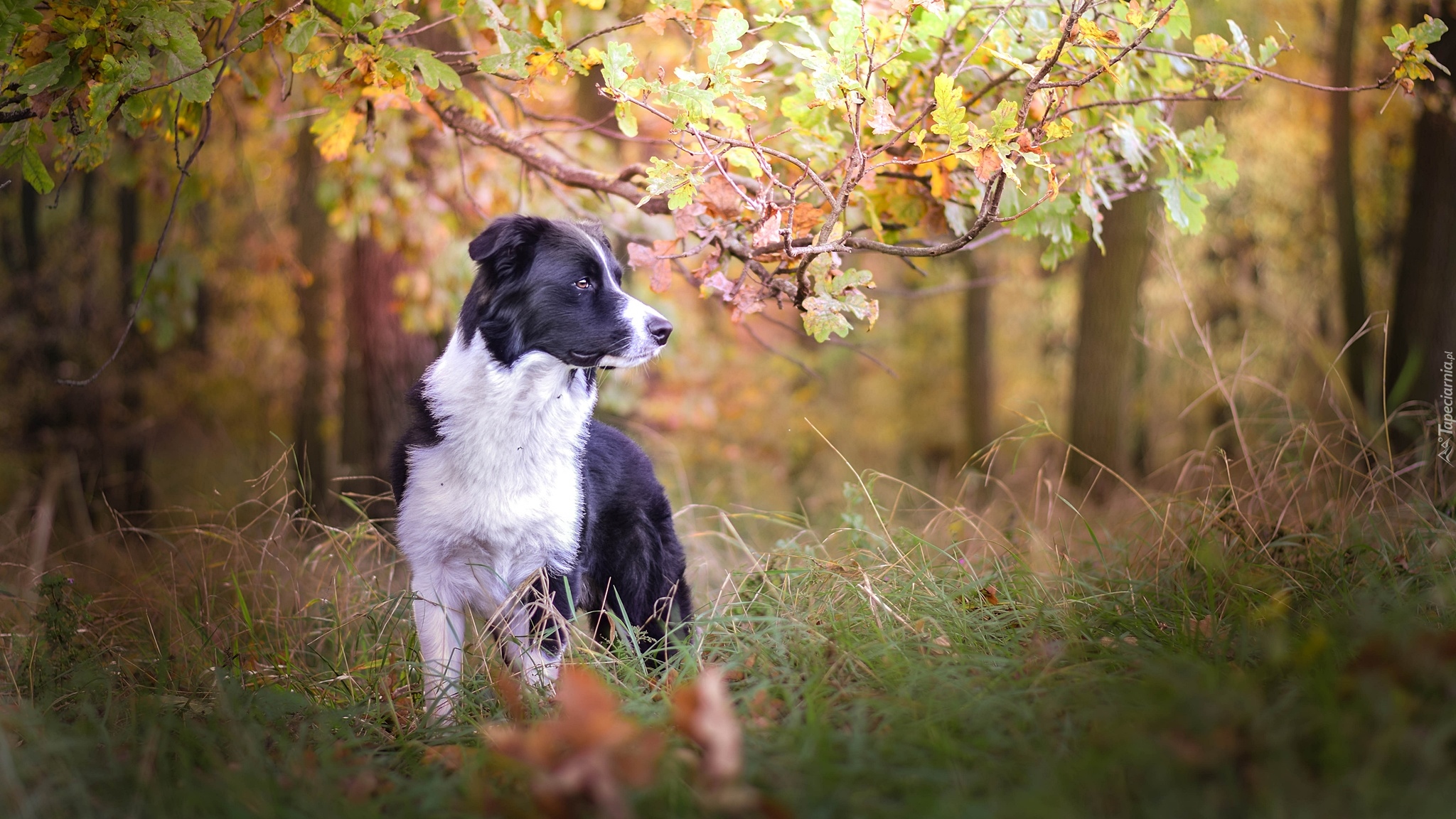 Pies, Border collie, Trawa, Las, Drzewa, Gałęzie, Liście