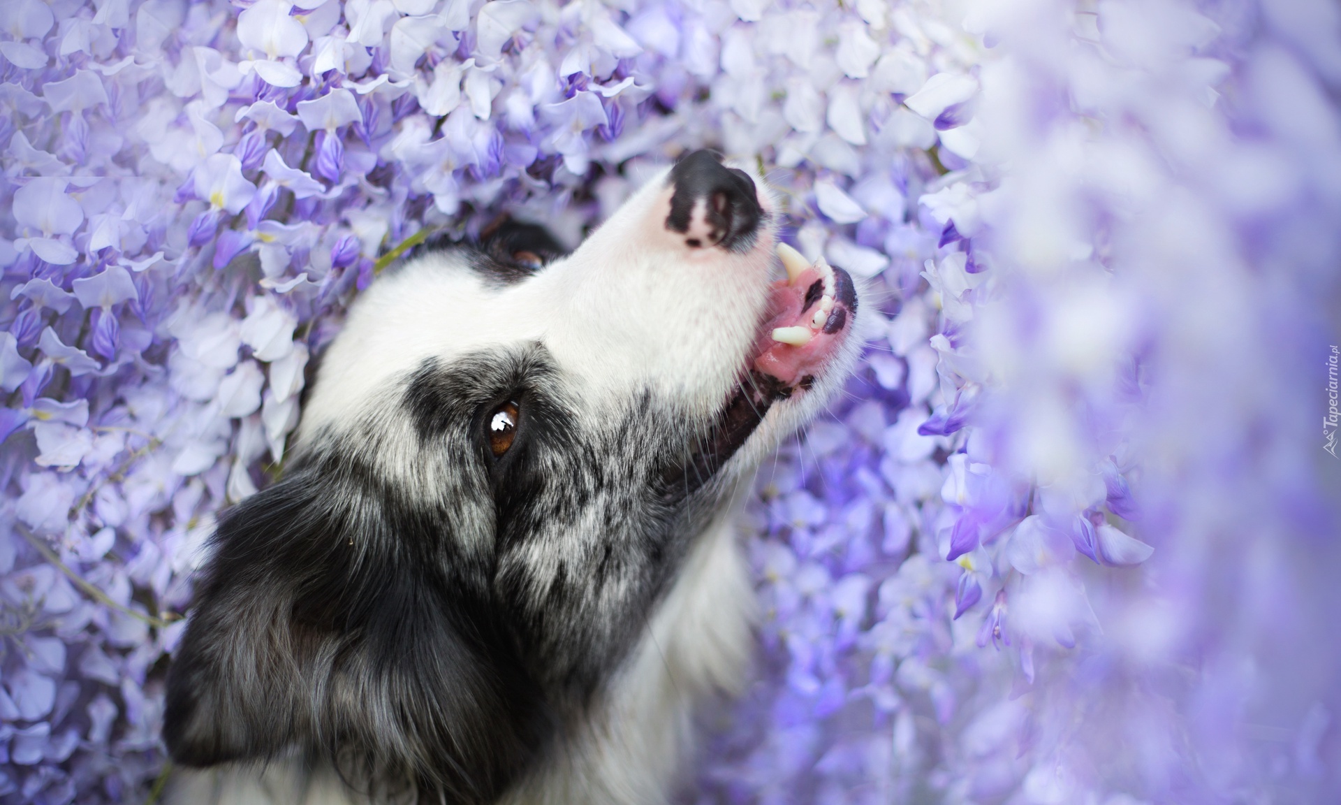 Border collie, Fioletowe, Kwiaty