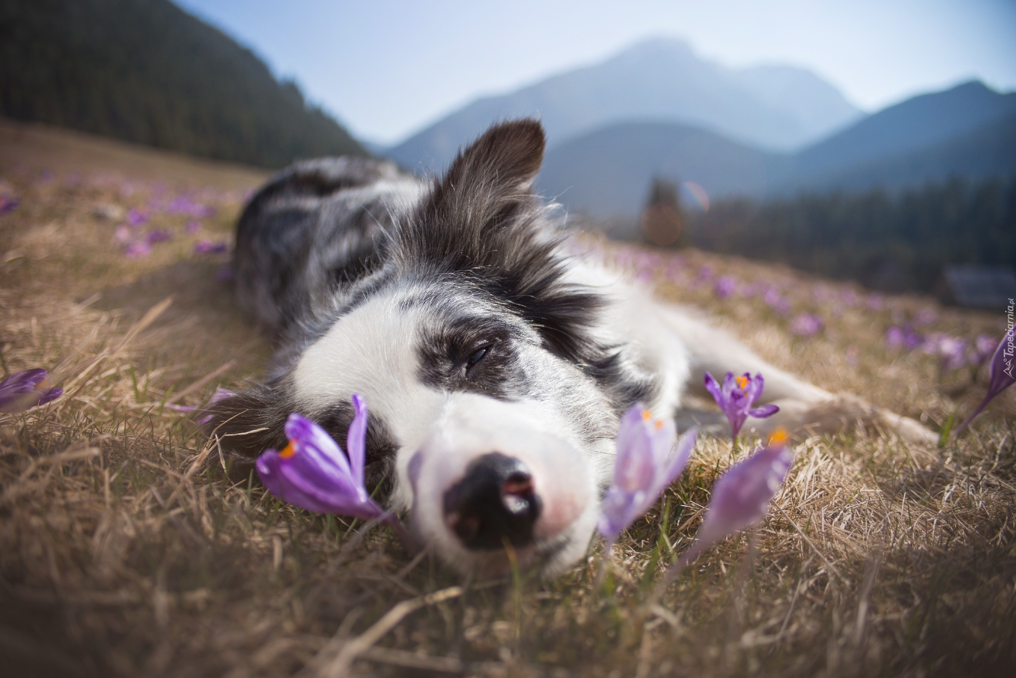 Spiący, Border collie, Łąka, Trawa, Krokusy, Góry