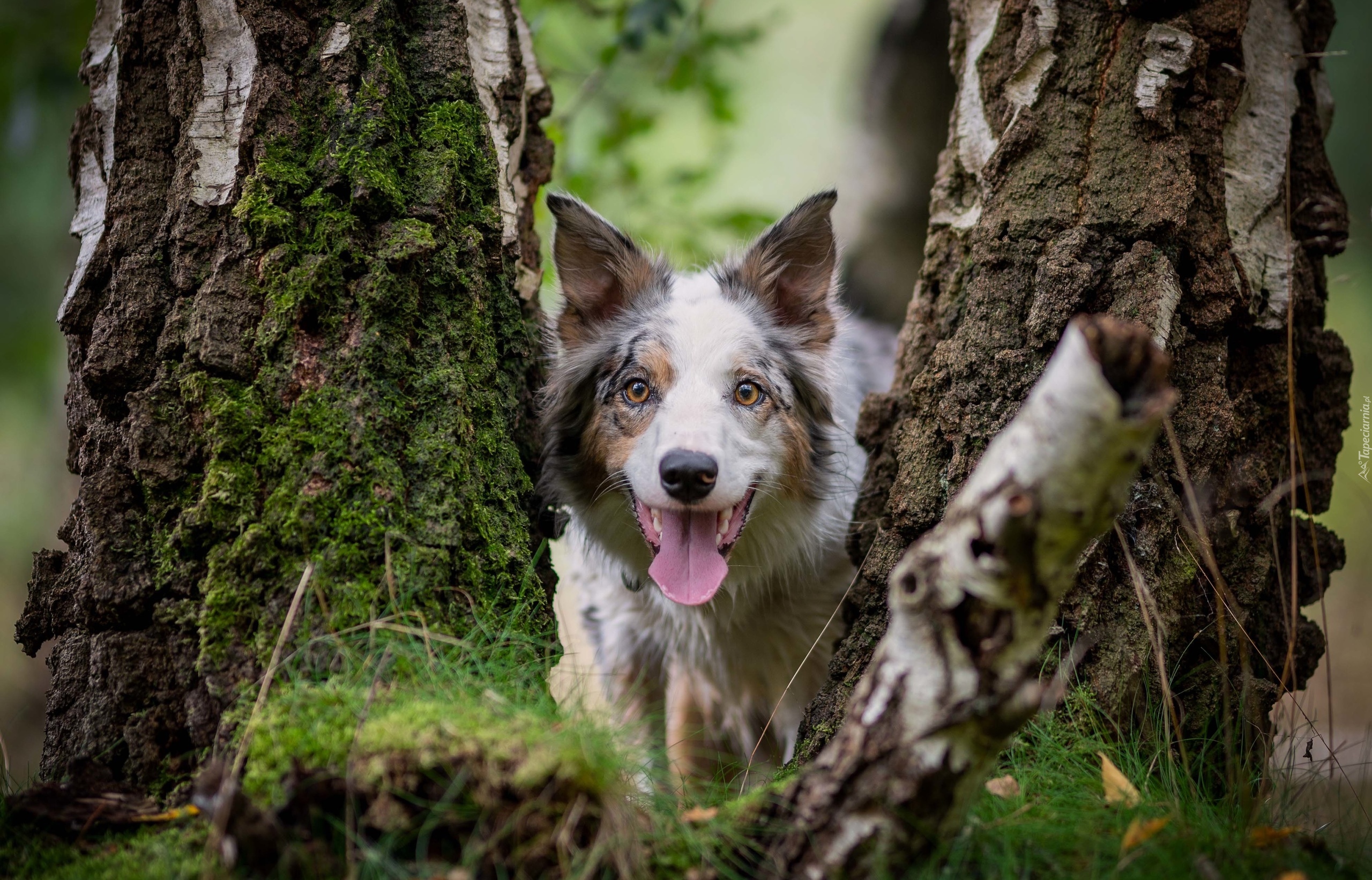 Border collie, Brzoza