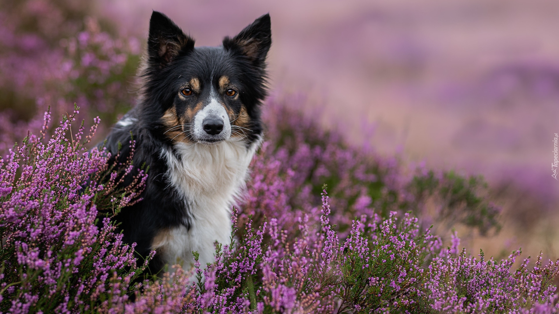 Pies, Border collie, Kwiaty, Fioletowe, Wrzosy