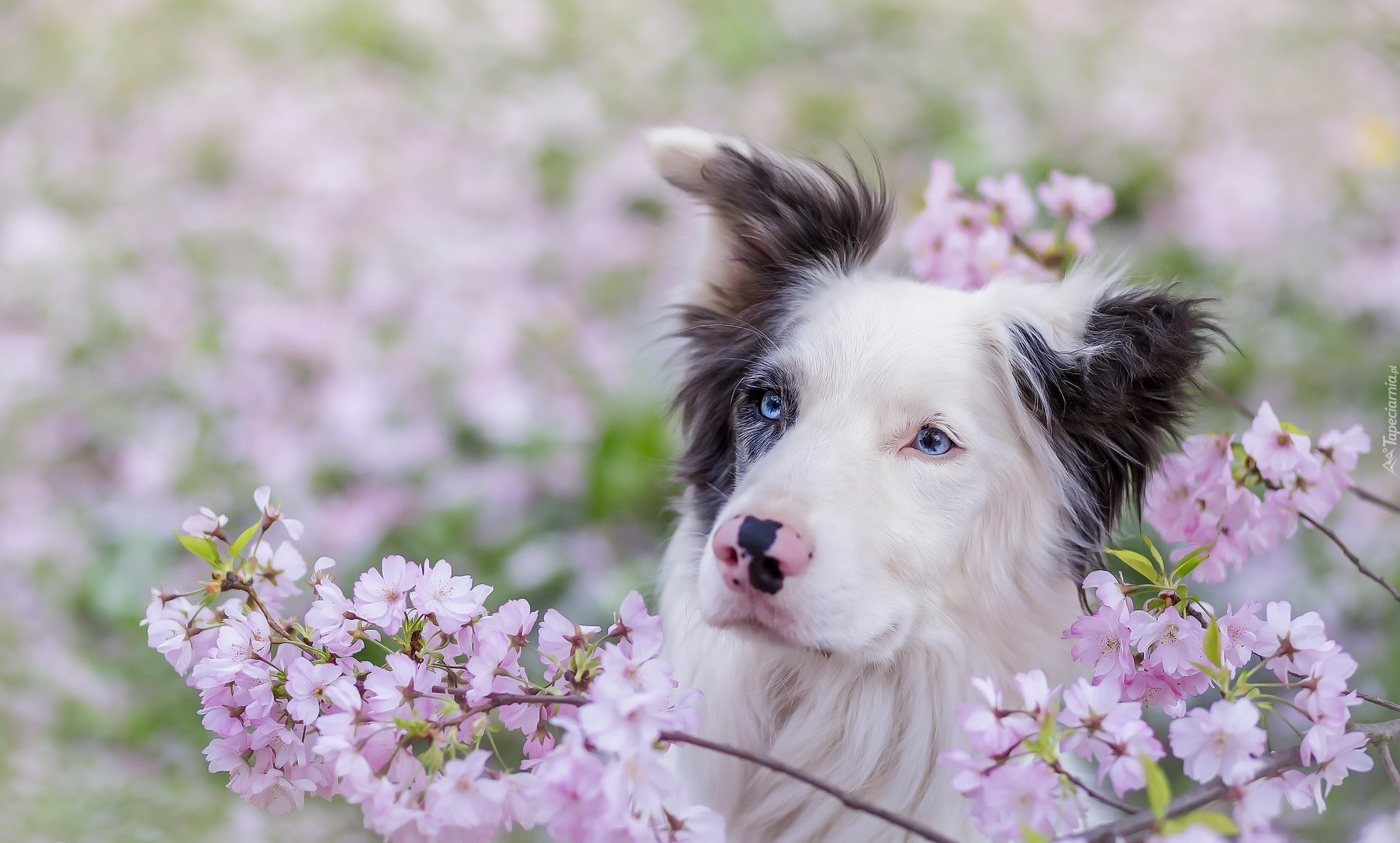 Border collie, Gałązki, Kwiaty