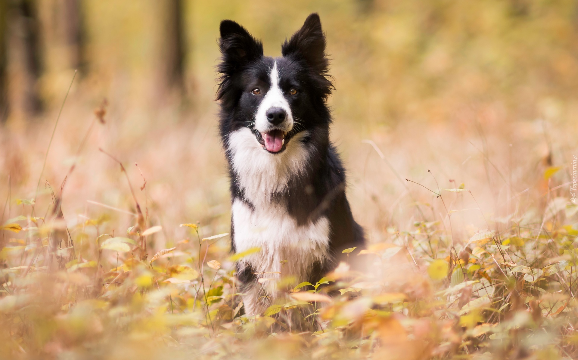 Border collie, Trawa