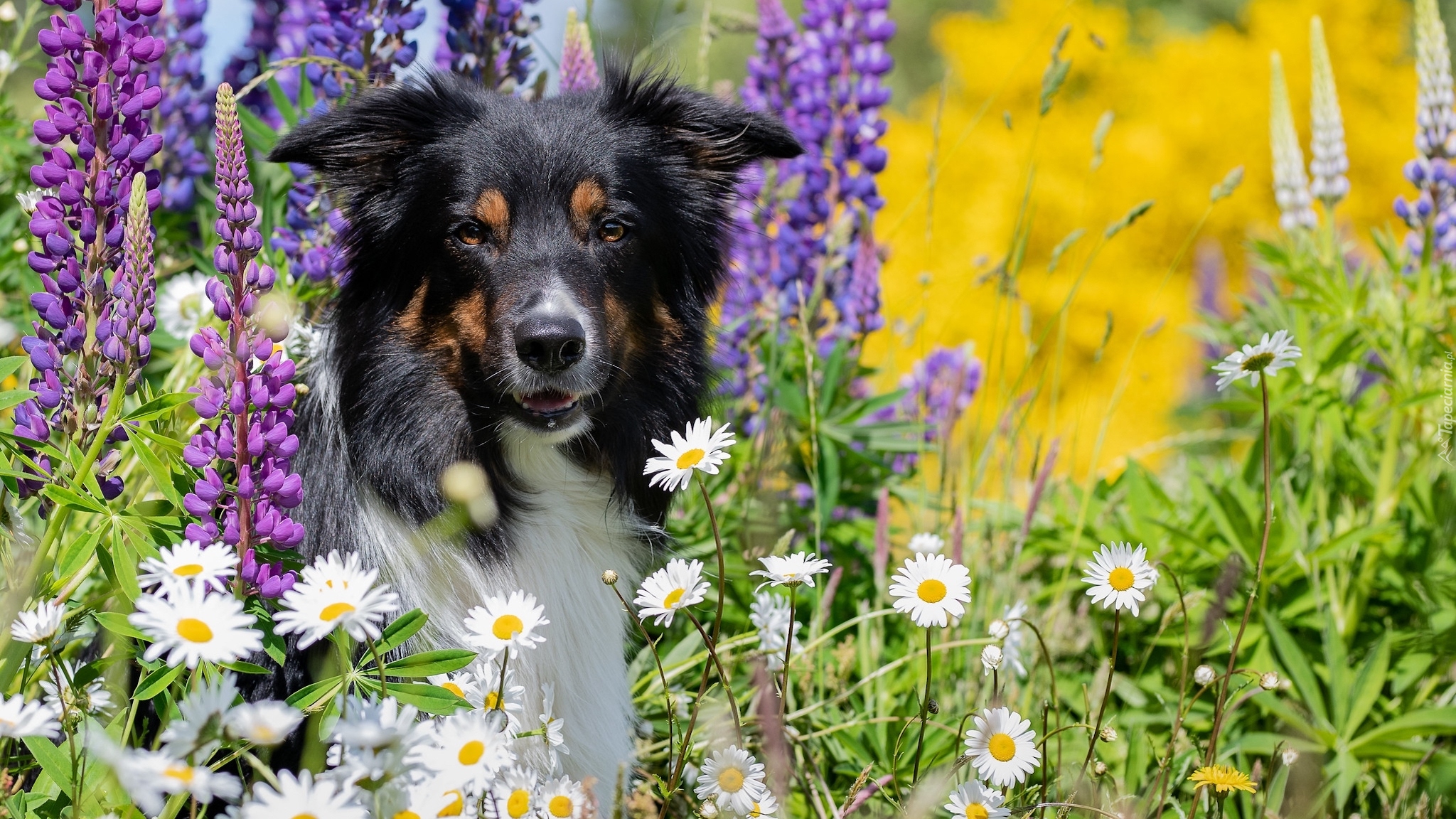 Pies, Border collie, Kwiaty, Łubin, Margerytki, Trawa