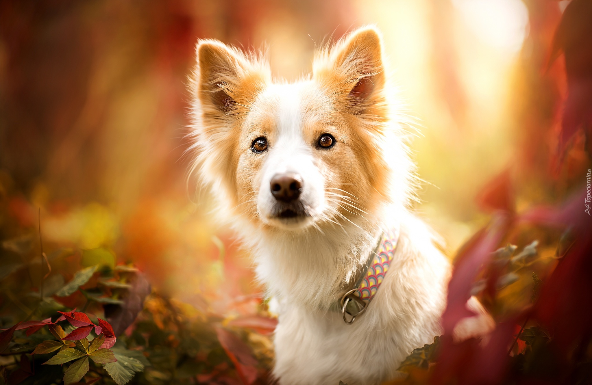 Border collie, Obroża, Liście