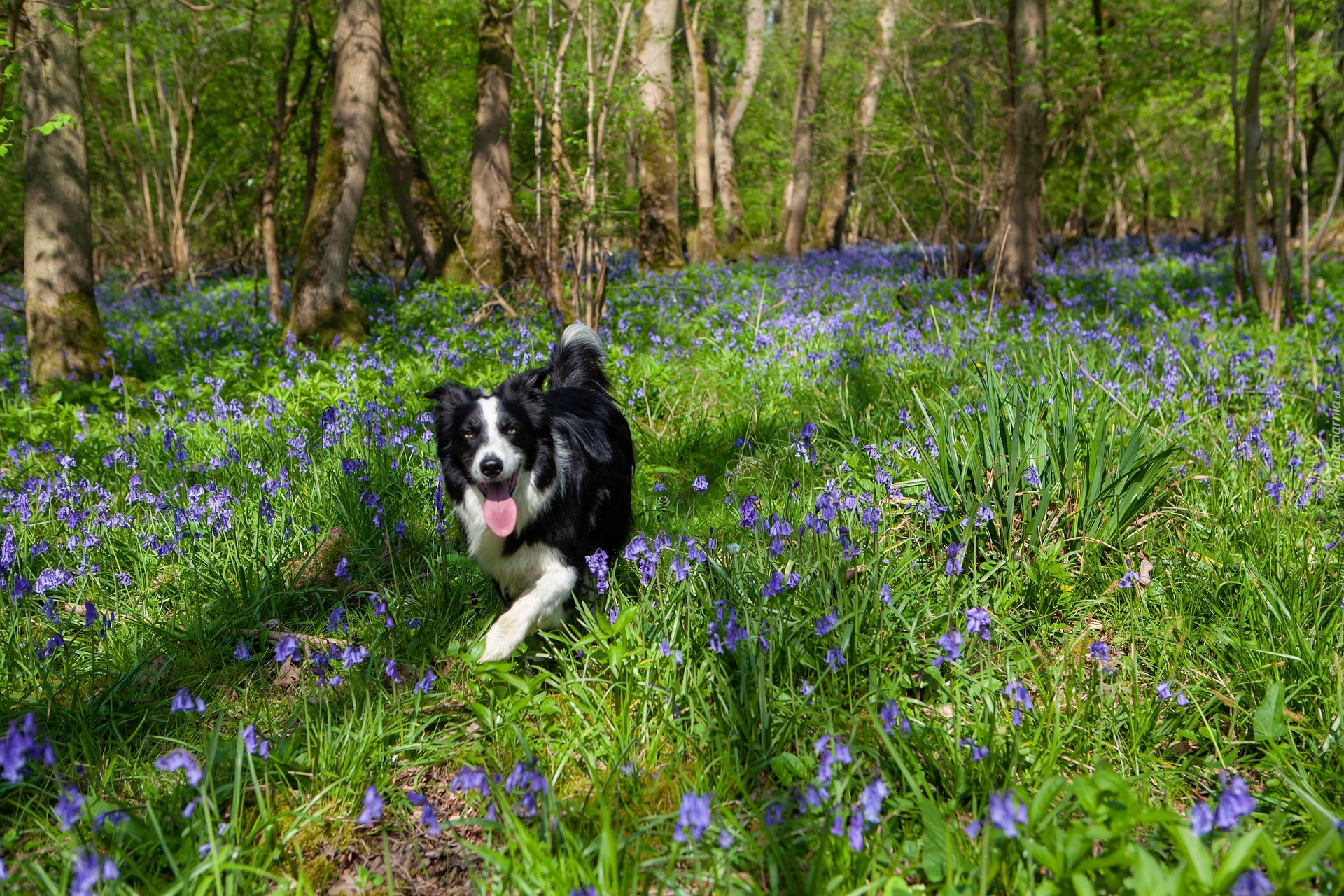 Drzewa, Niebieskie, Kwiaty, Pies, Border collie