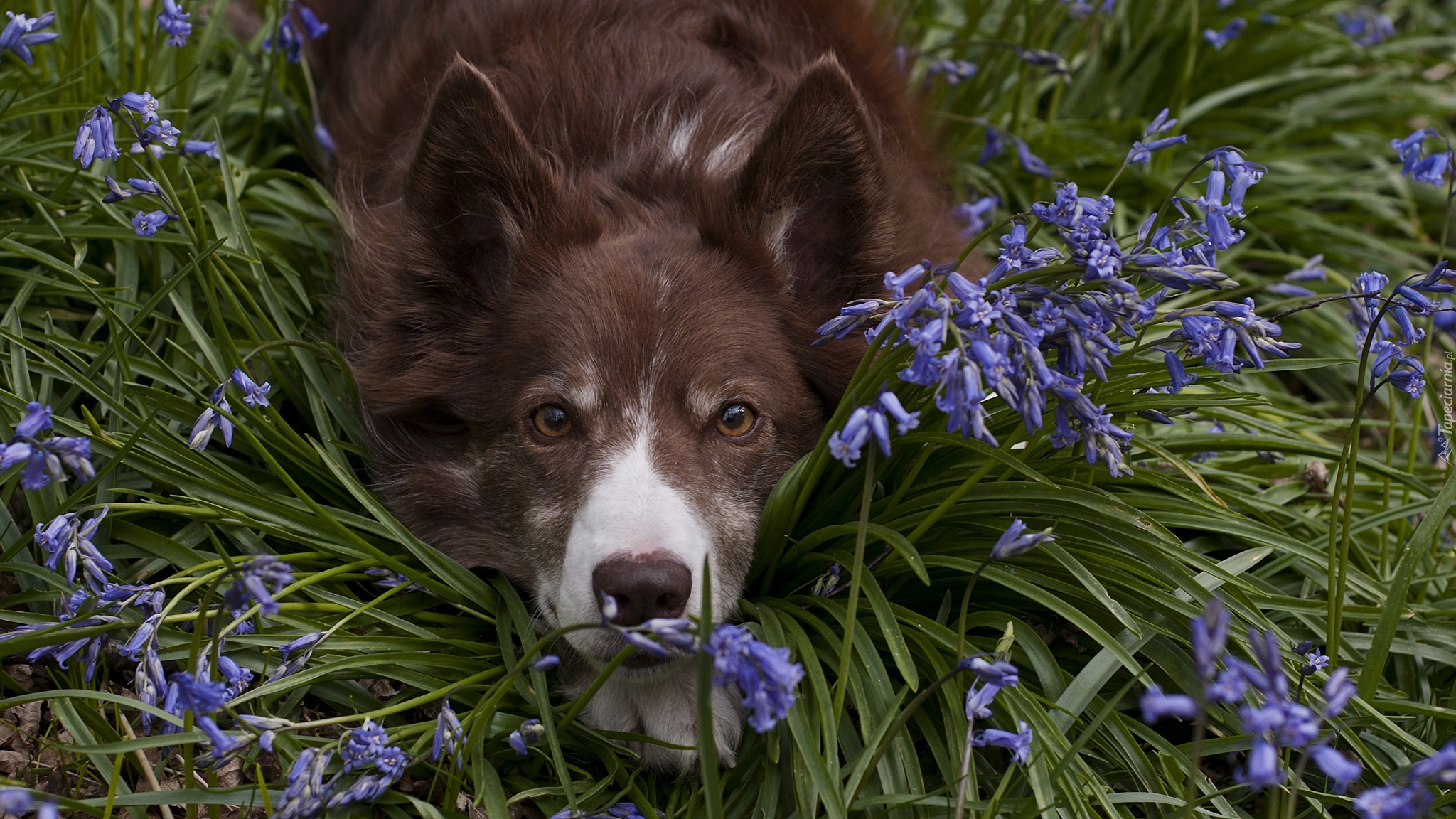 Leżący, Pies, Border collie, Mordka, Kwiaty