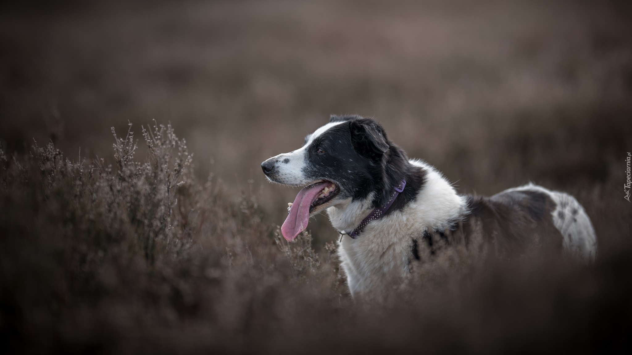 Pies, Border collie, Mordka, Jęzor, Łąka, Rośliny