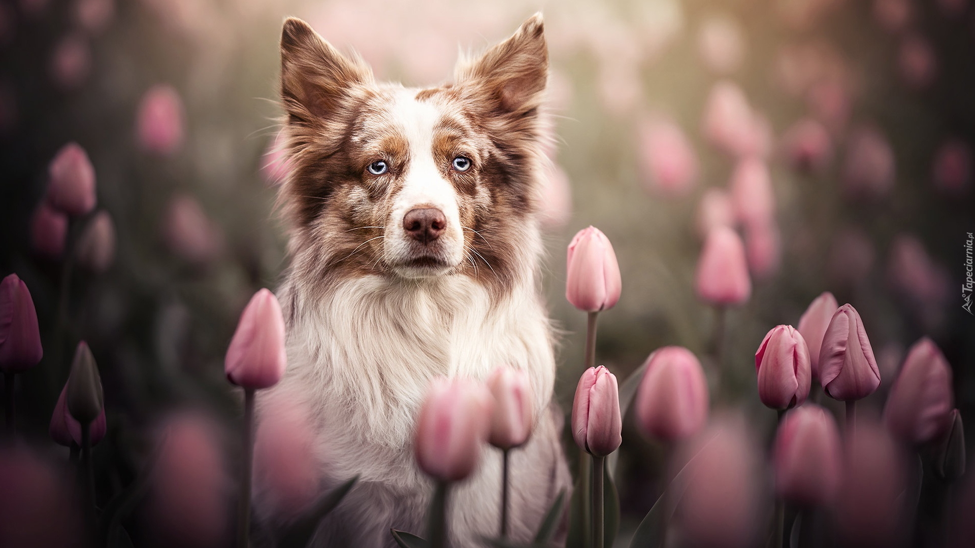 Pies, Border collie, Różowe, Tulipany