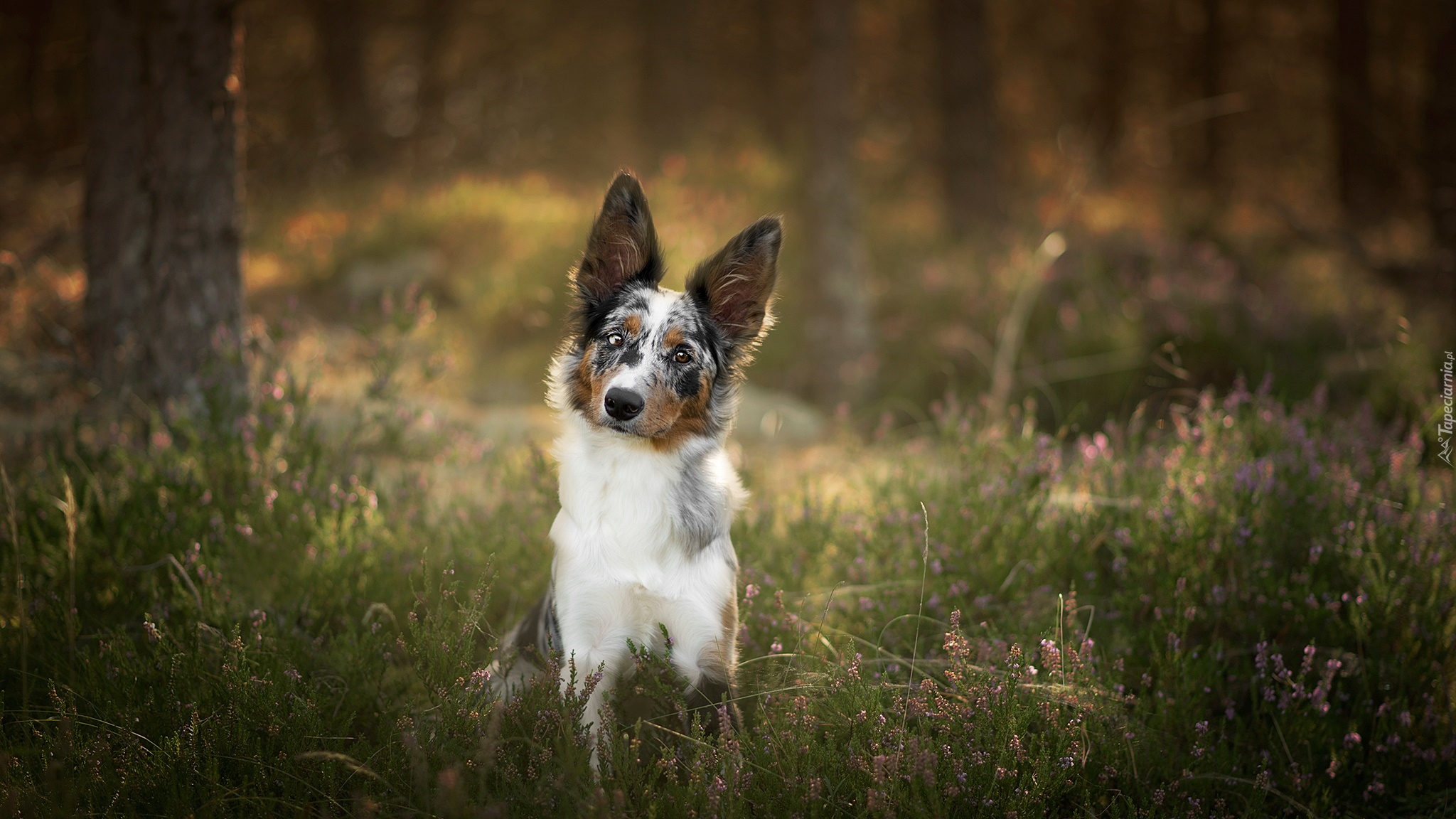 Pies, Border collie, Drzewa, Wrzos