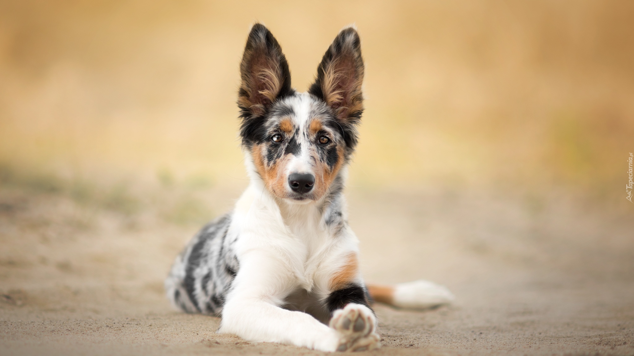 Pies, Border collie, Mordka, Rozmyte, Tło