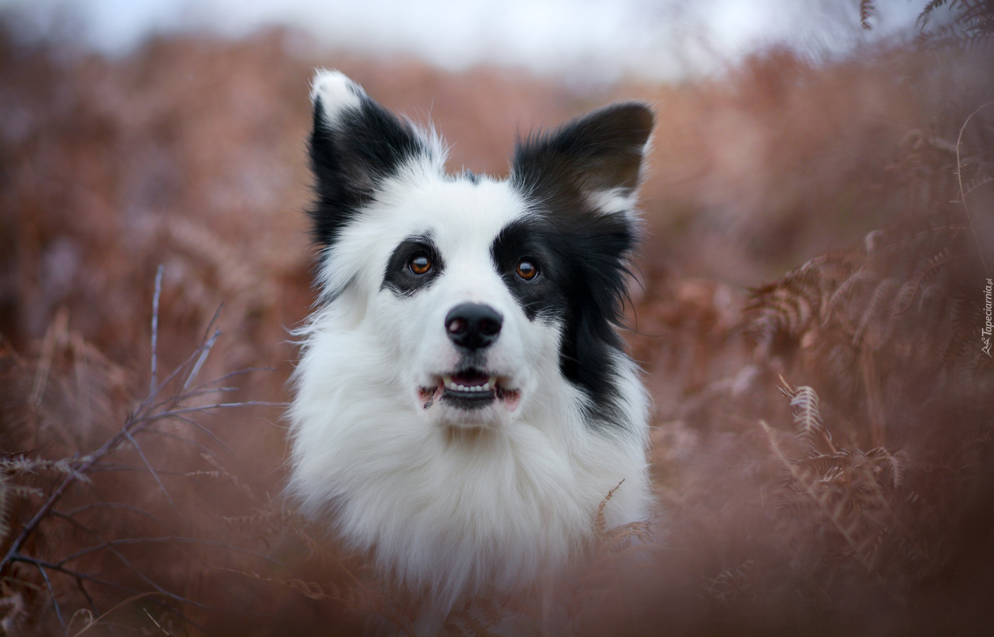 Border collie, Portret