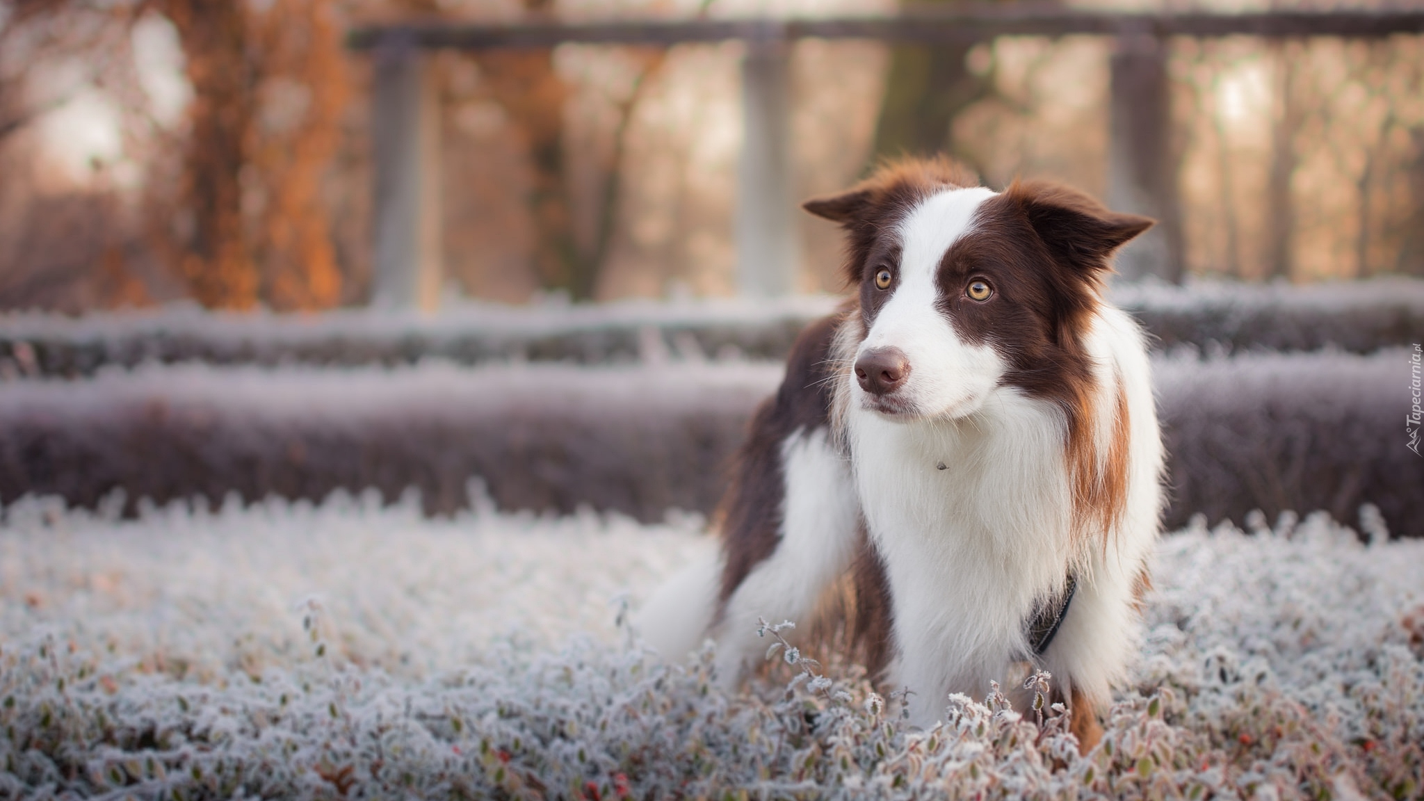 Pies, Border collie, Oszronione, Rośliny