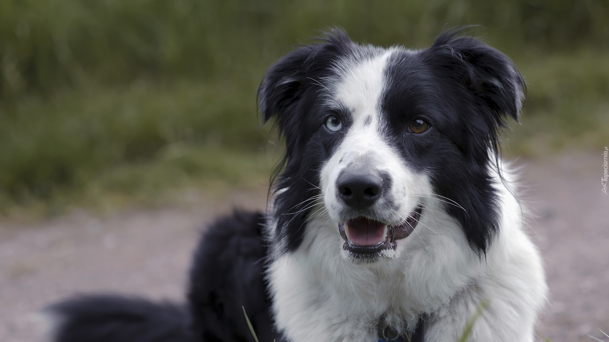 Pies, Border collie, Czarno-biały, Mordka