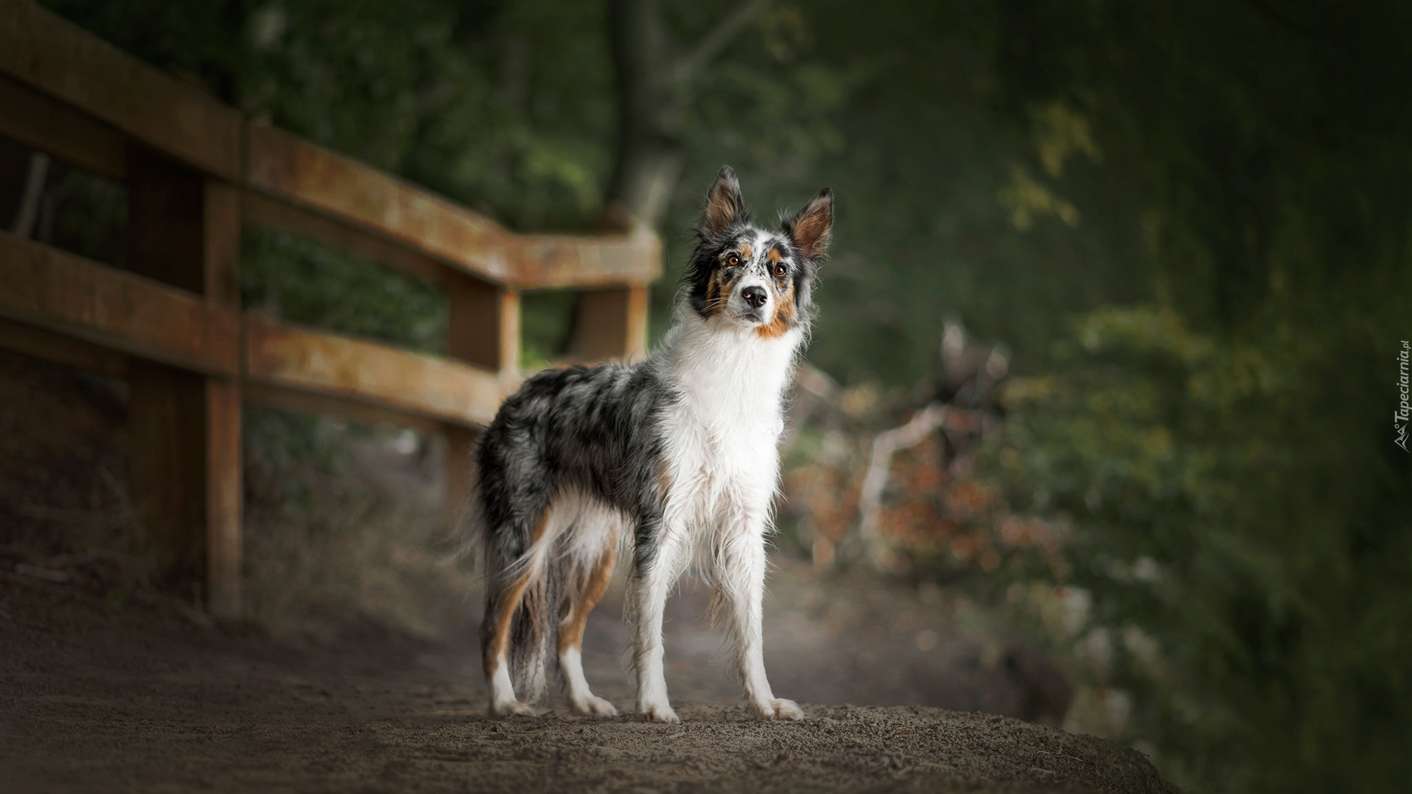 Pies, Border collie, Droga, Płot