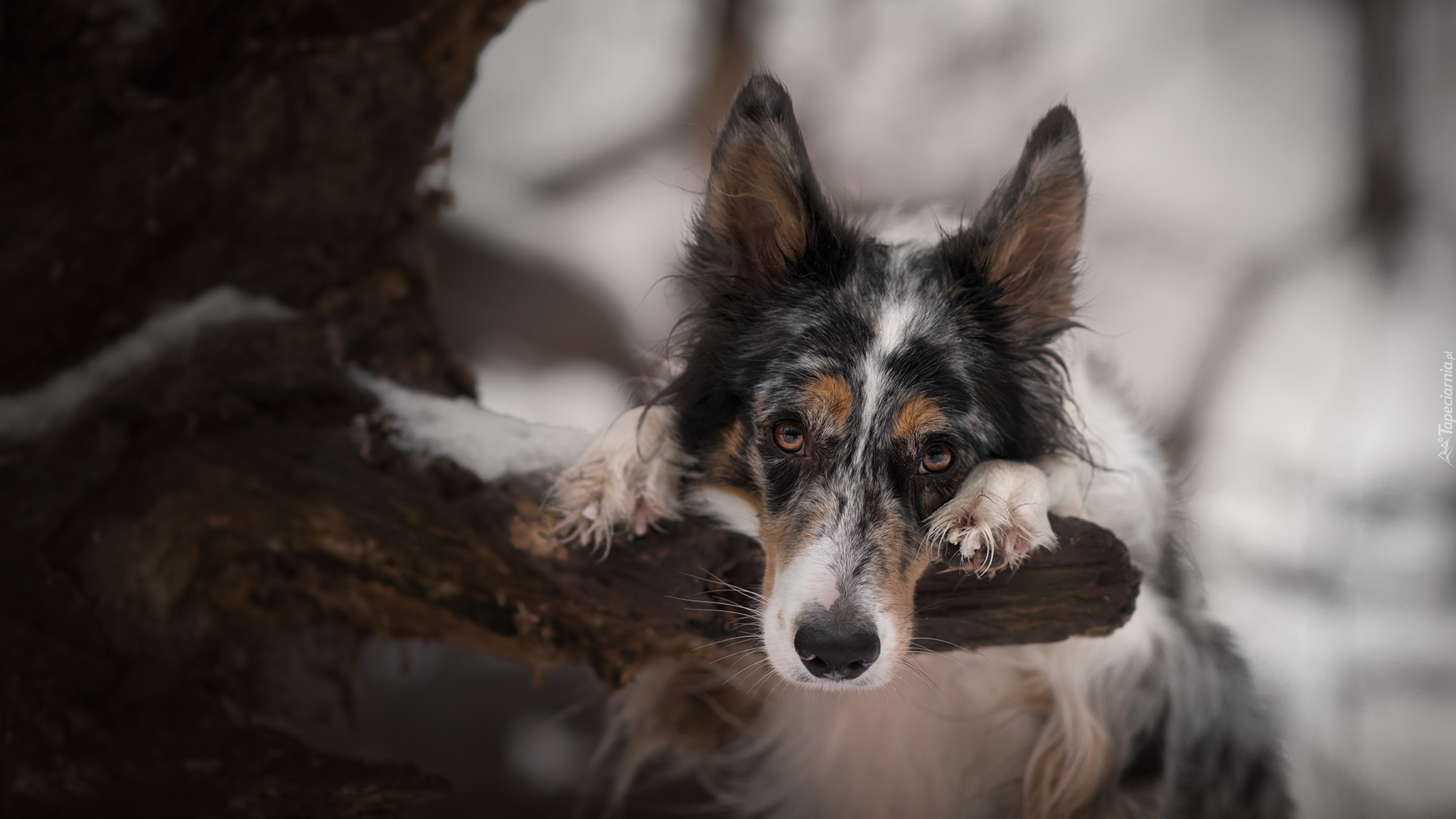 Border collie, Drzewo, Gałąź